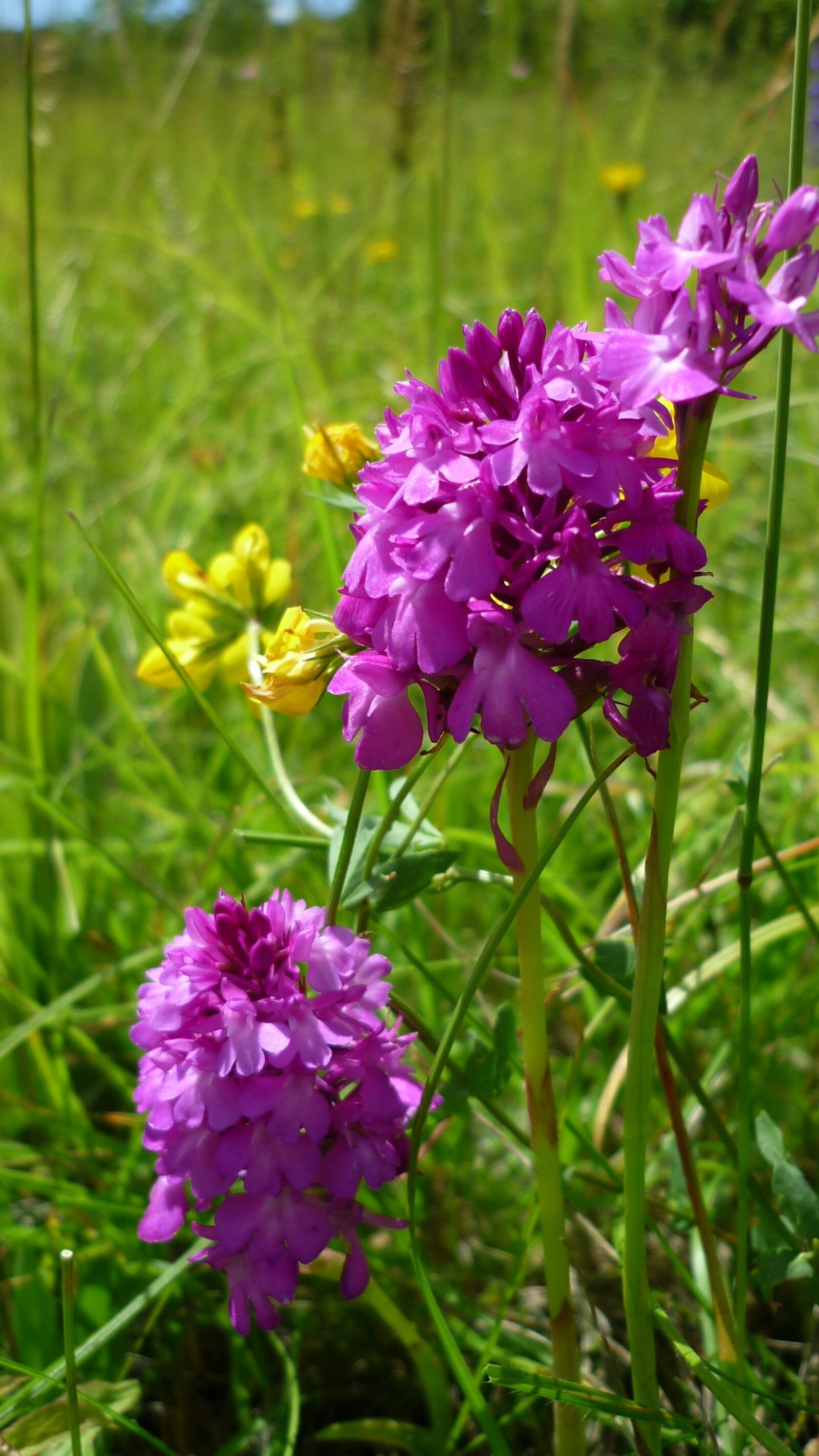 Panasonic Lumix DMC-FS6 sample photo. Pyramidenwurz, anacamptis pyramidalis, german photography