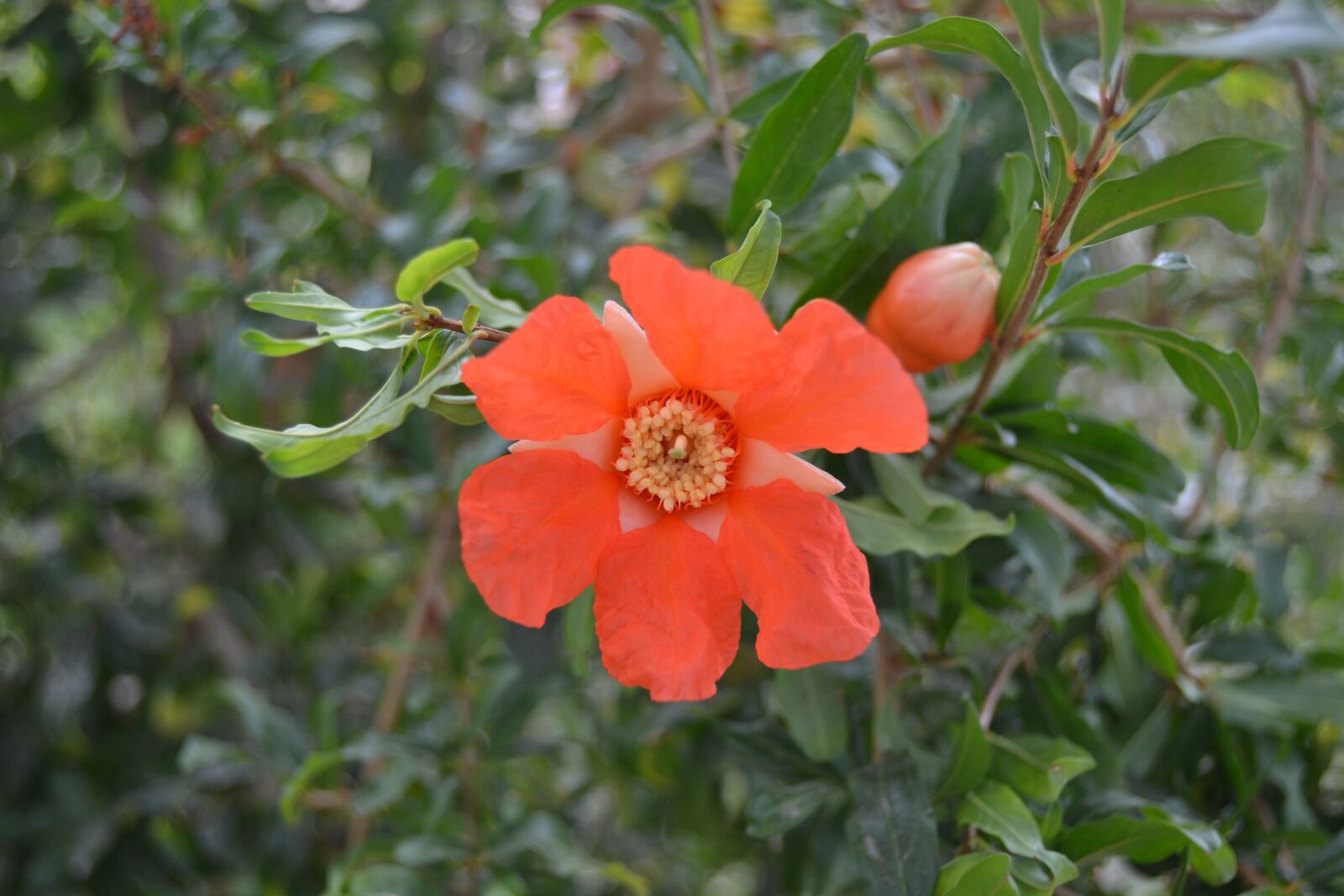 Nikon D3100 sample photo. Red flower, pomegranate flower photography