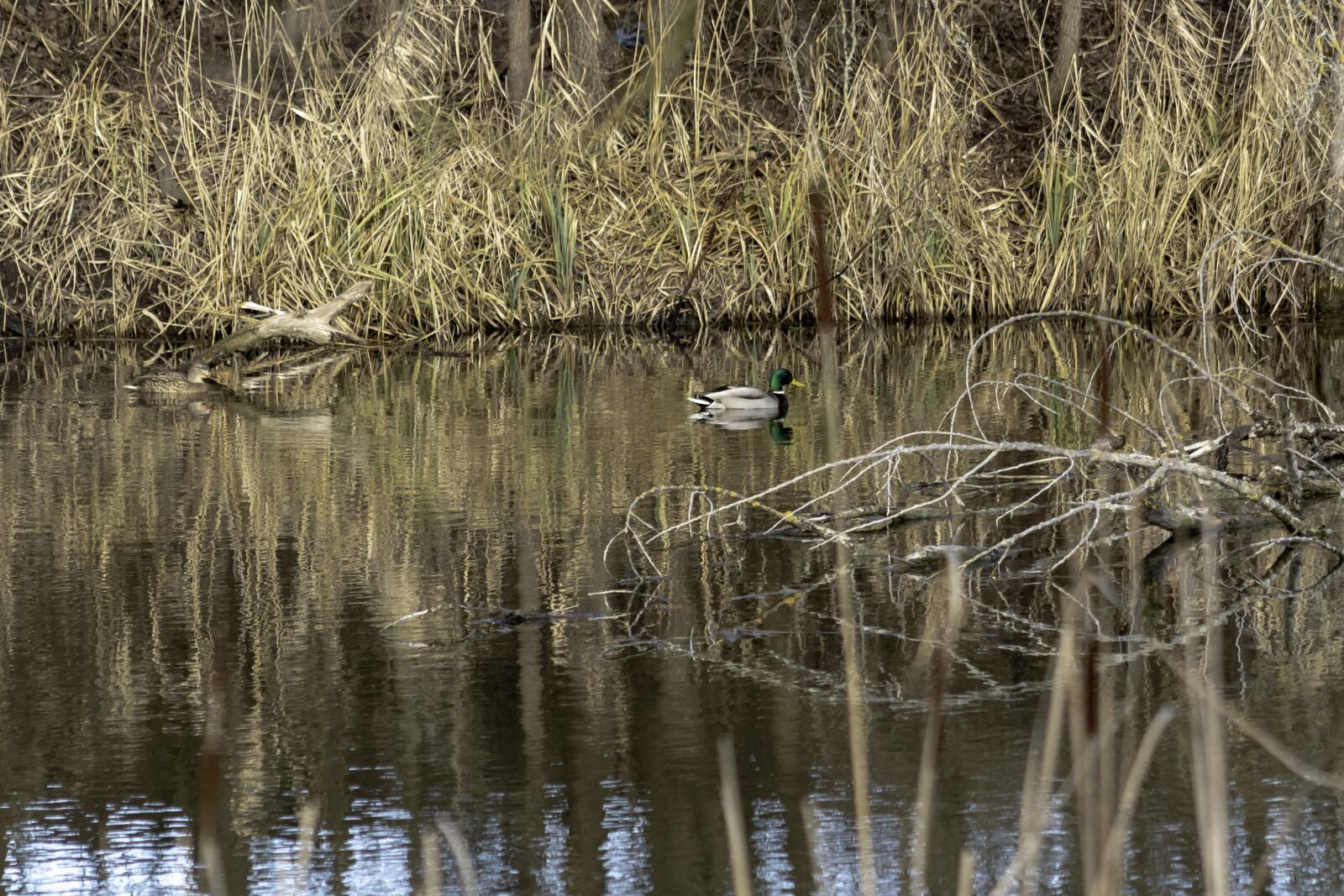 Canon EF75-300mm f/4-5.6 sample photo. Mallard duck, duck, wild photography