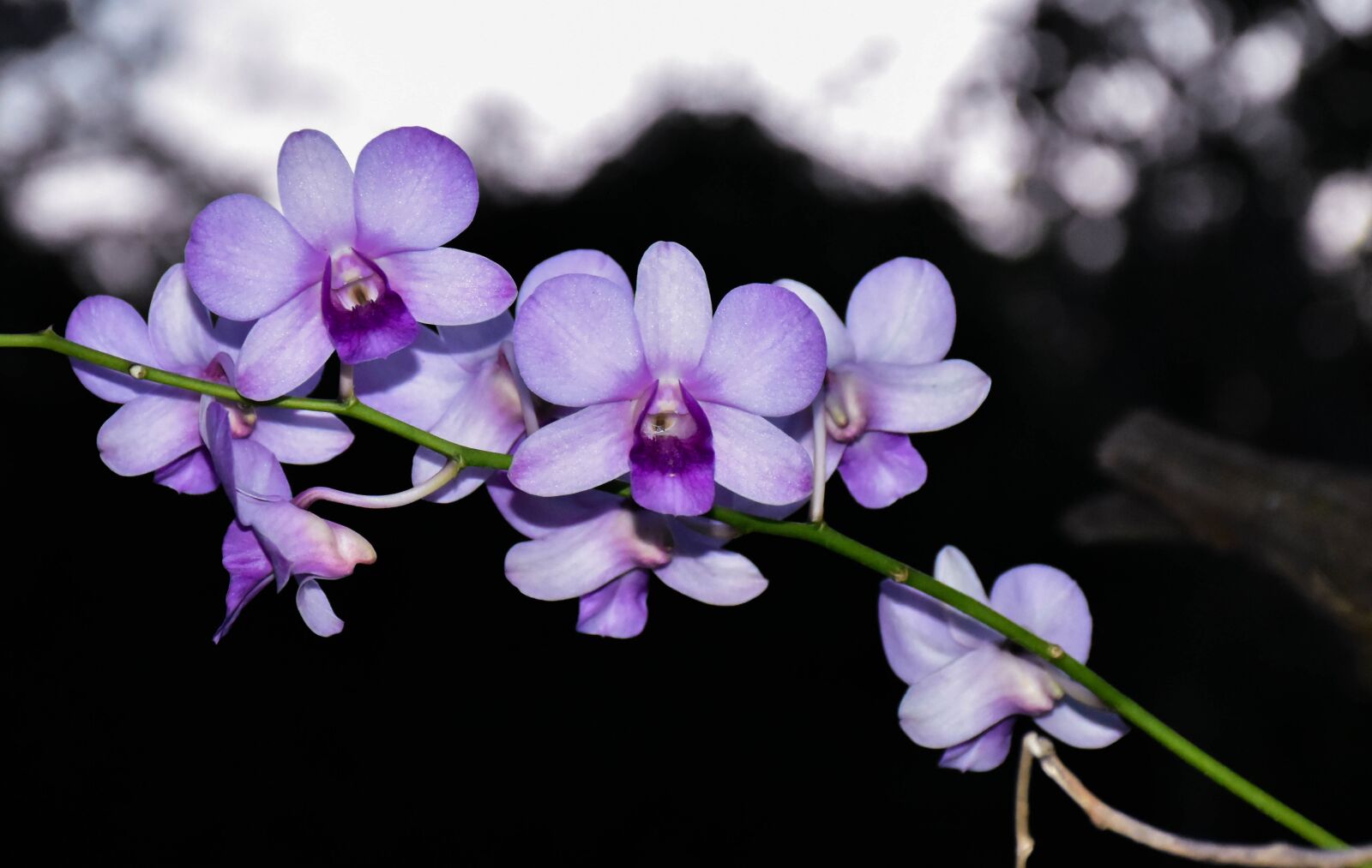 Nikon D5500 sample photo. Flowers, orchid, flower garden photography