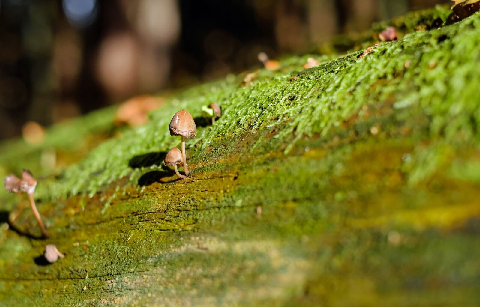 Fujifilm X-T10 + Fujifilm XF 35mm F1.4 R sample photo. Mushroom, hutpilz, forest mushroom photography