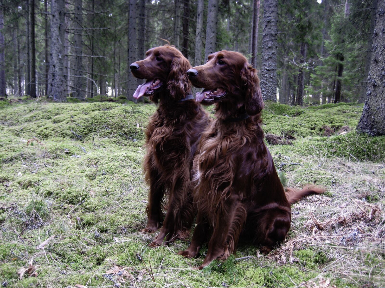 Canon DIGITAL IXUS 75 sample photo. Dog, irish setter, red photography