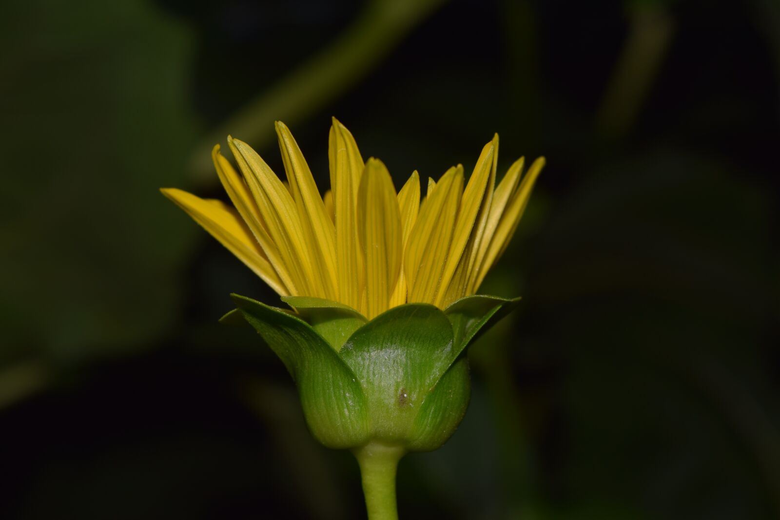 Nikon D3300 sample photo. Sunflower, blossom, bloom photography