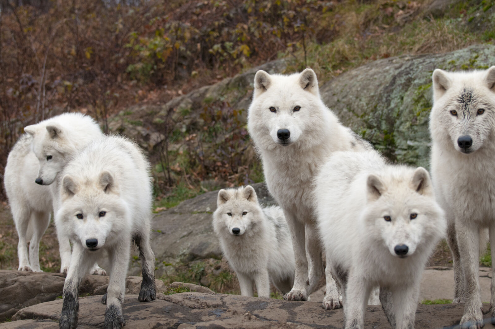 Nikon D300 sample photo. Arctic, carnivore, fur, pack photography