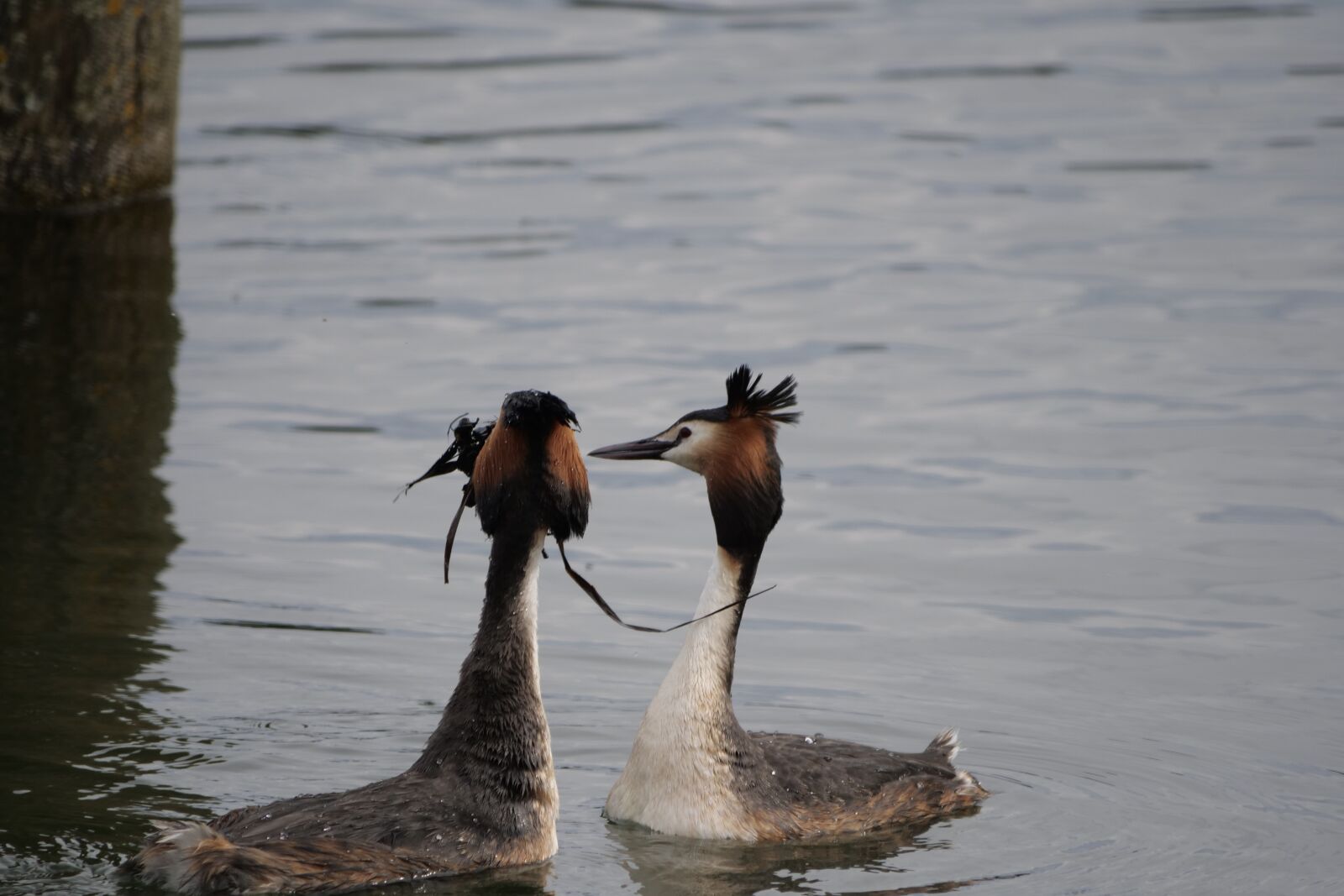 Panasonic Lumix DC-G9 sample photo. Waters, bird, animal world photography
