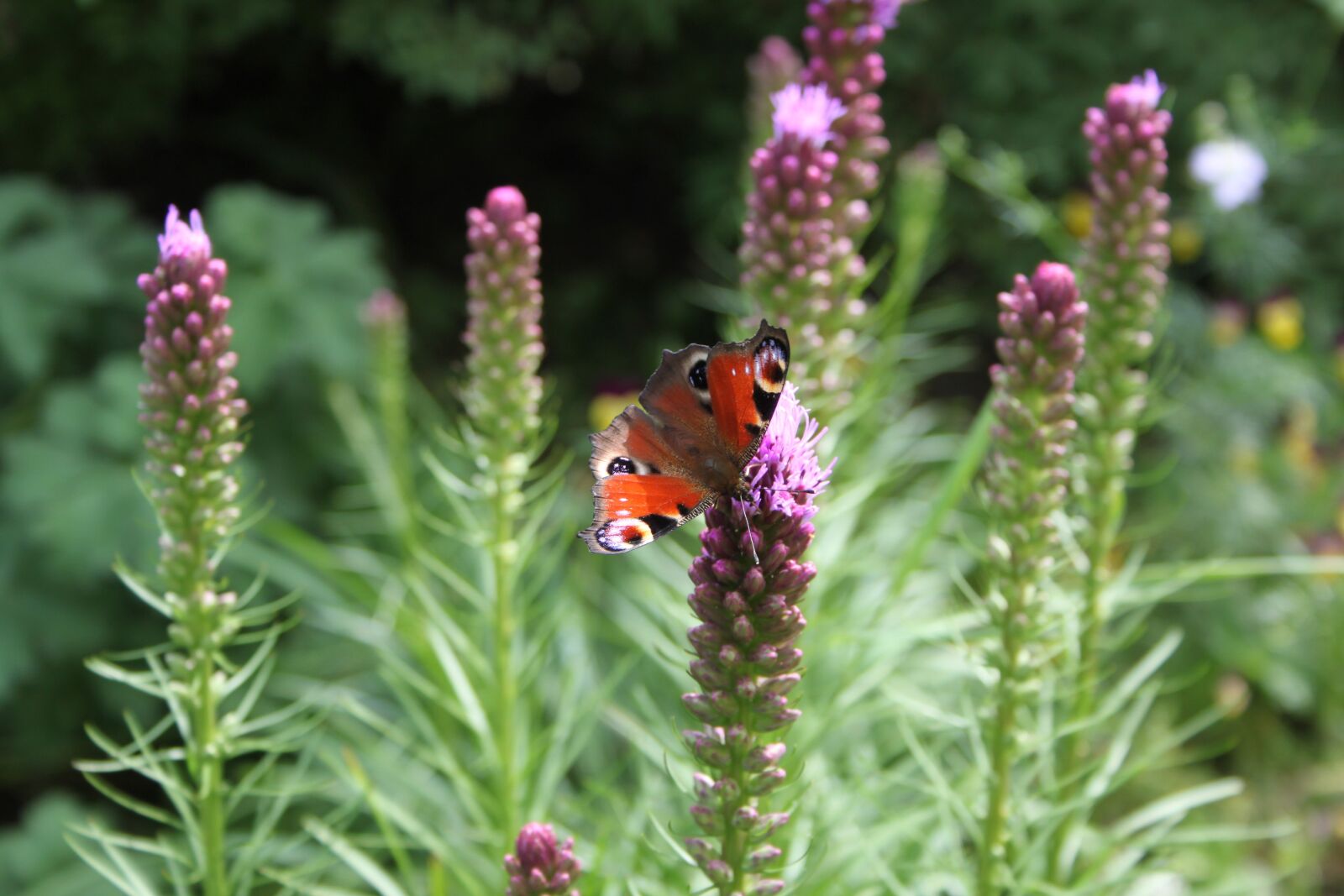 Canon EOS 500D (EOS Rebel T1i / EOS Kiss X3) sample photo. Butterfly, garden, summer photography