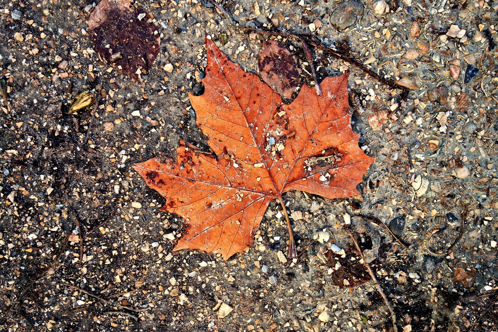 Sony Cyber-shot DSC-RX100 sample photo. Leaf, autumn leaf, autumn photography