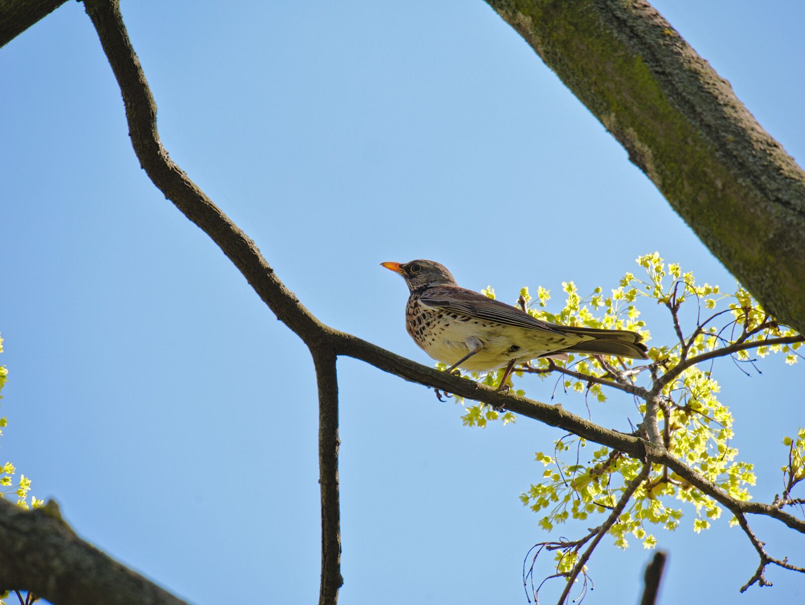 Panasonic Lumix DMC-G7 sample photo. Turdus pilaris, fieldfare, bird photography