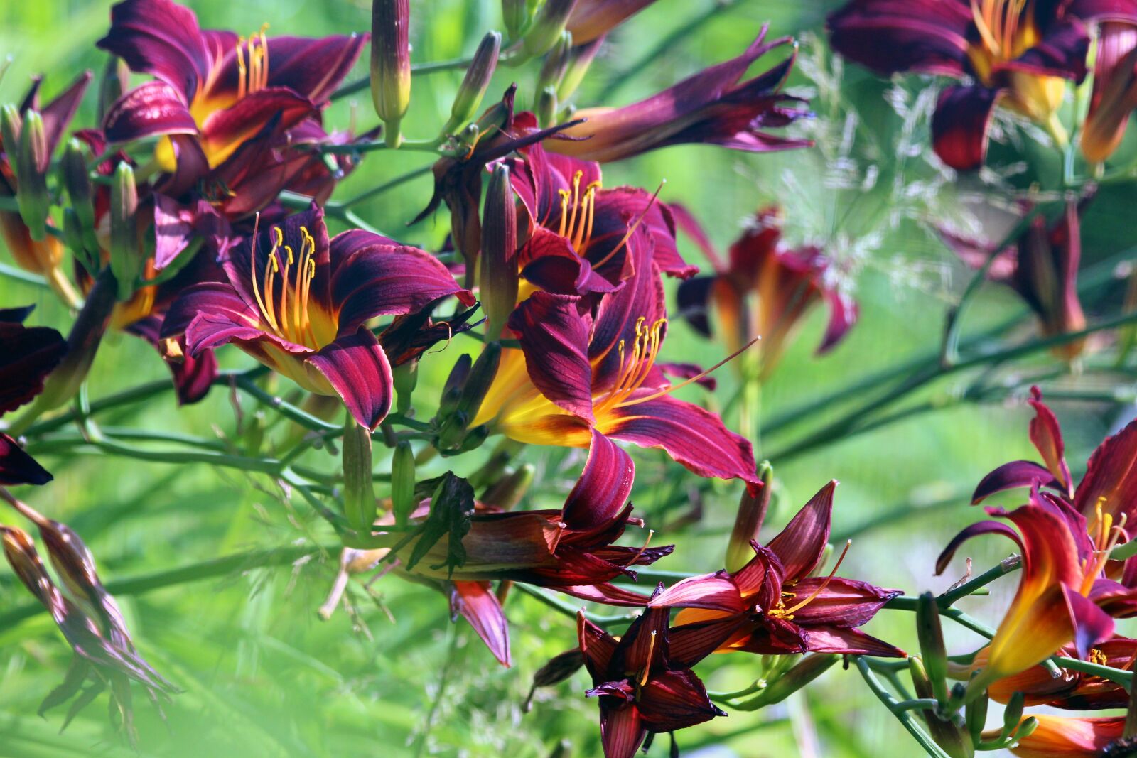 Canon EOS 650D (EOS Rebel T4i / EOS Kiss X6i) sample photo. Day-lily, flowers, nature photography