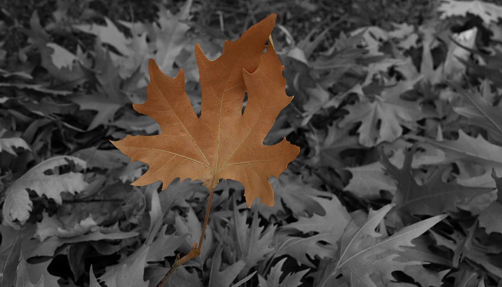 Nikon D5100 sample photo. Leaves, forest, tree photography