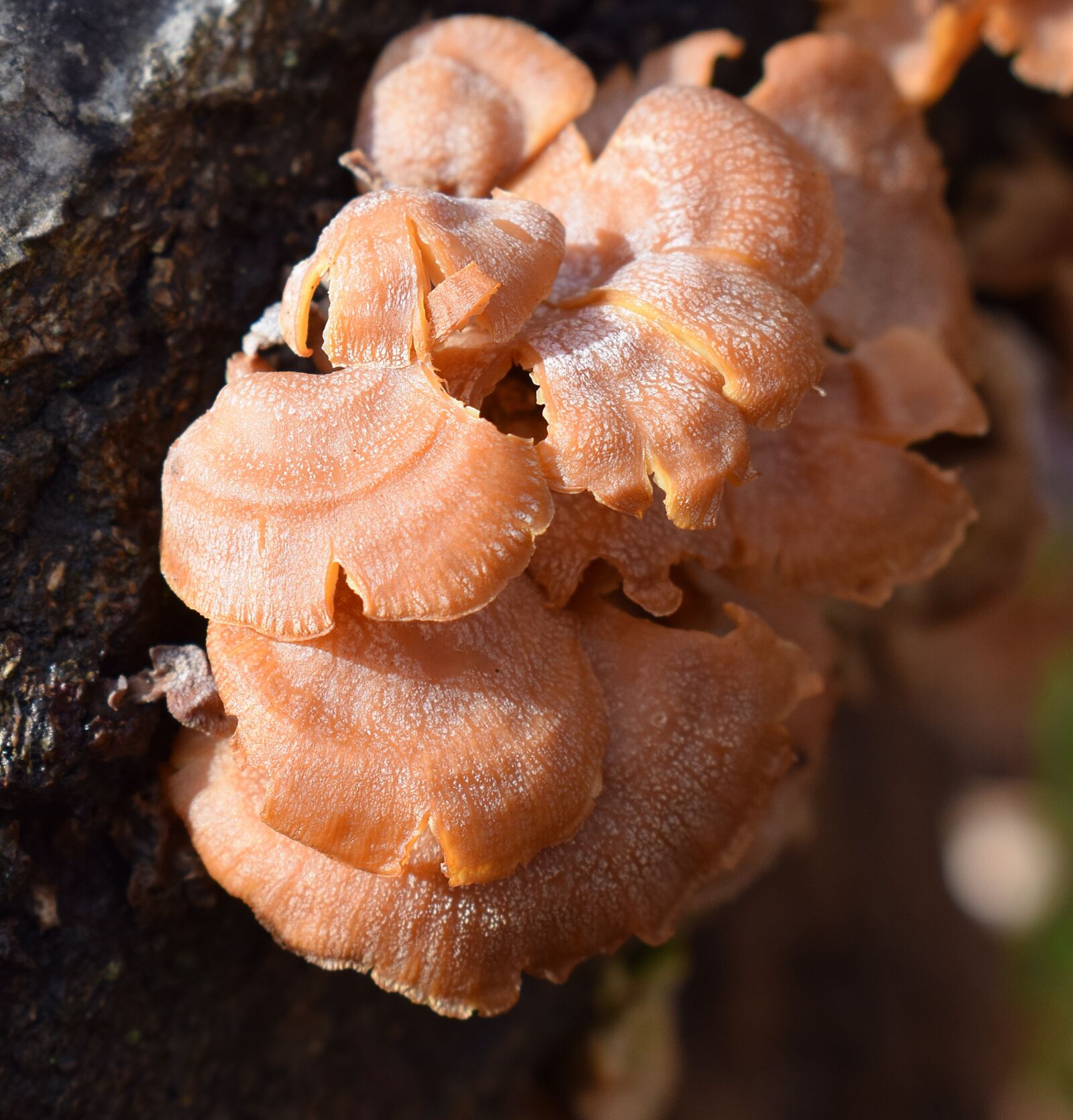 Nikon D3300 sample photo. Orange mushrooms, mushroom, shelf photography