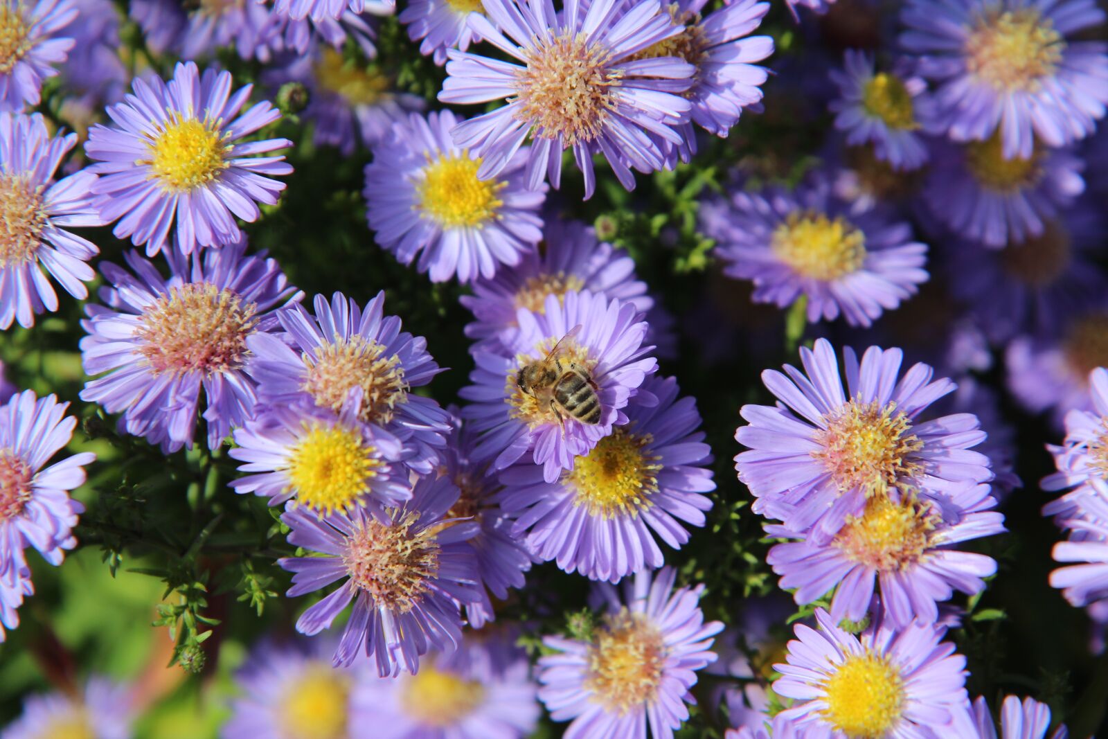 Canon EOS 600D (Rebel EOS T3i / EOS Kiss X5) sample photo. Bee, pollen, insect photography