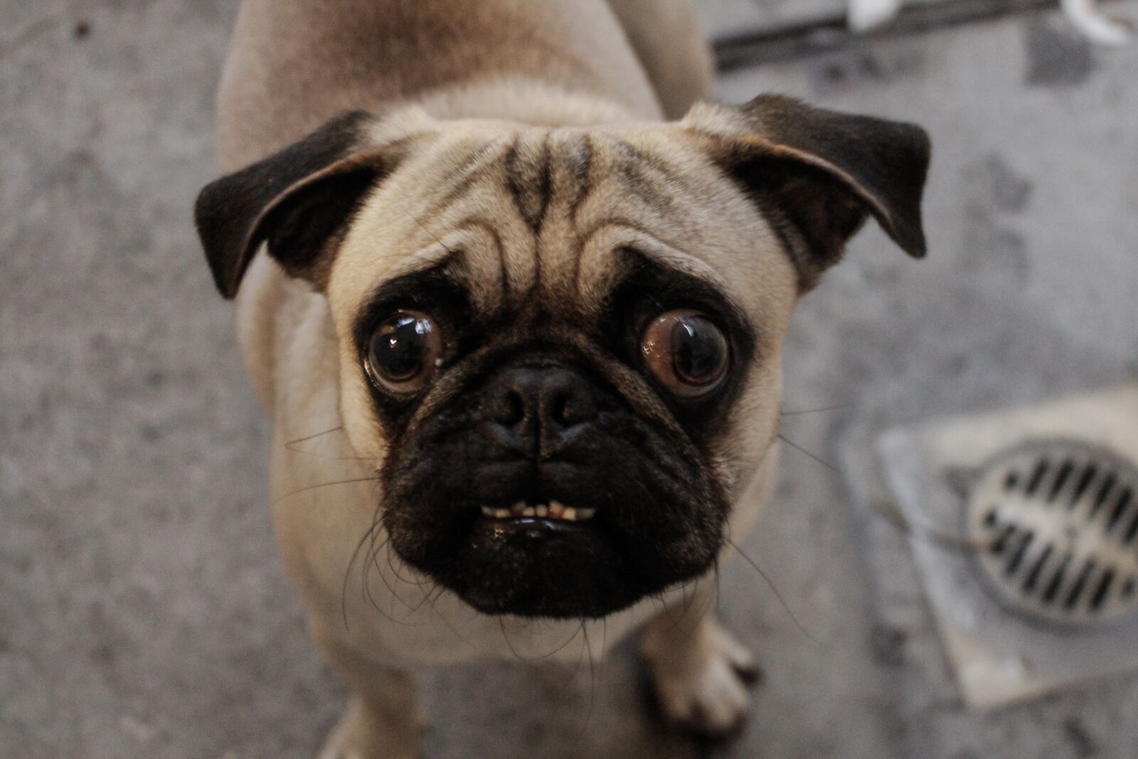 Canon EOS 700D (EOS Rebel T5i / EOS Kiss X7i) sample photo. Dog, pet, animals photography