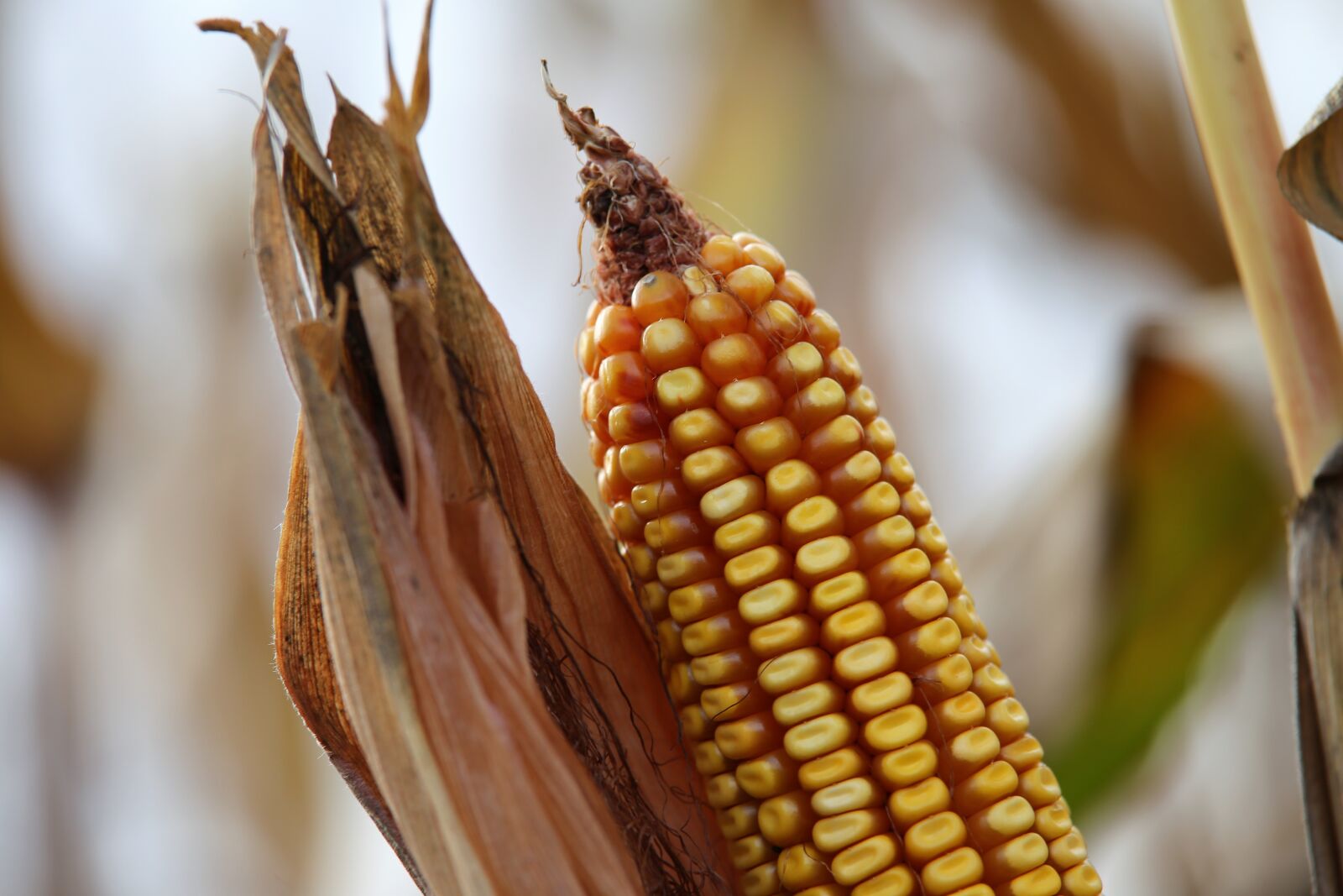 Canon EOS 6D sample photo. Corn, plant, food photography