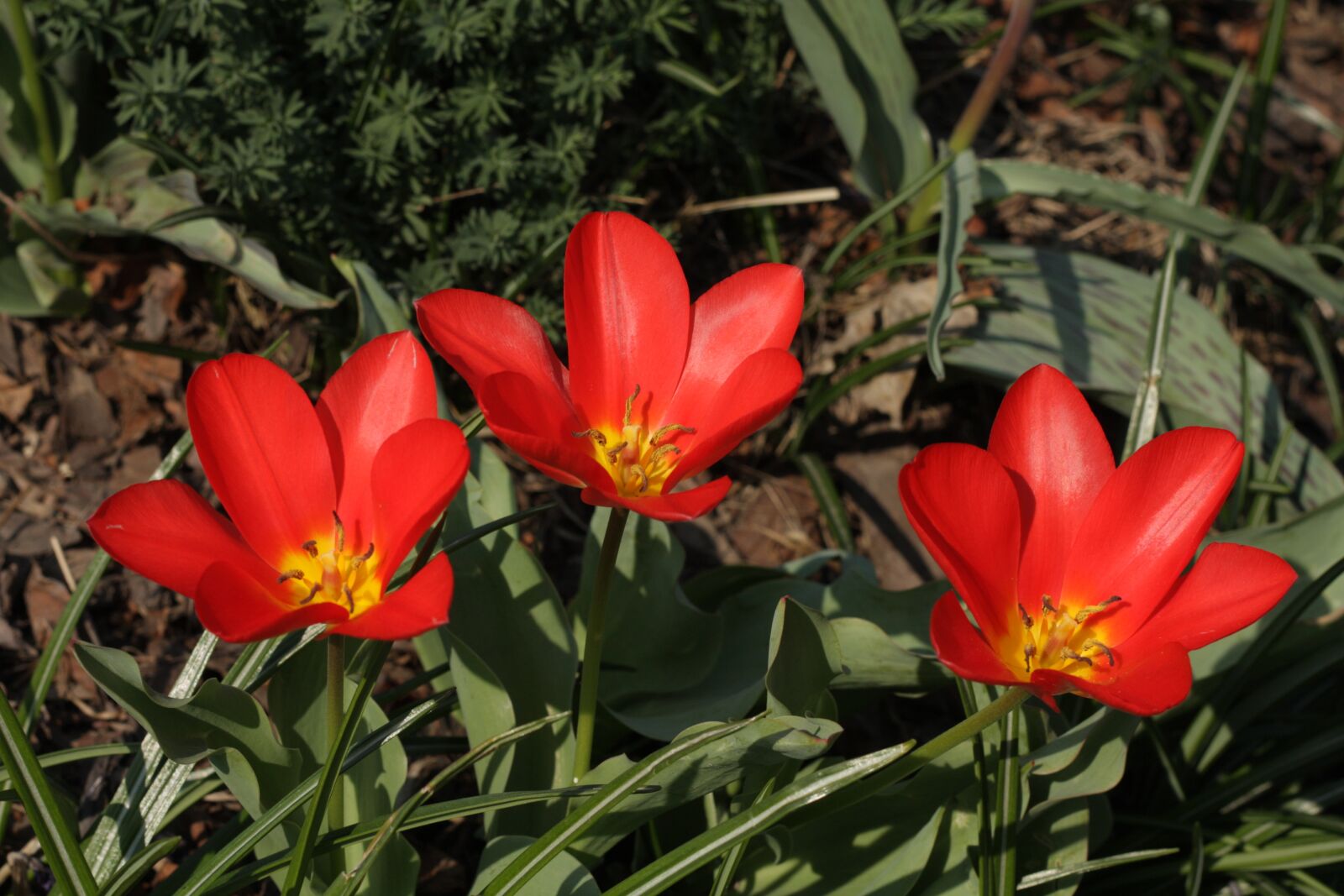 Canon EOS 450D (EOS Rebel XSi / EOS Kiss X2) sample photo. Tulip, spring, nature photography