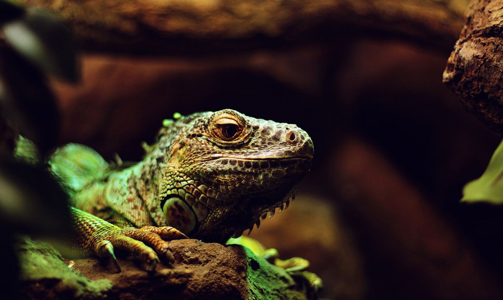 Canon EOS 700D (EOS Rebel T5i / EOS Kiss X7i) sample photo. Animal, close-up, iguana photography