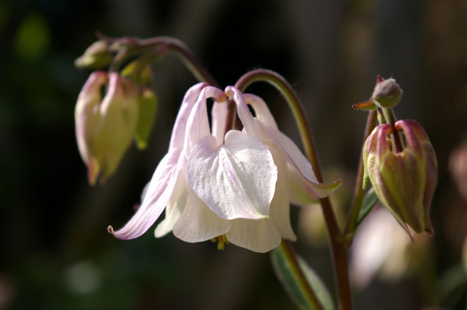 Pentax *ist DL2 sample photo. Columbine, flower, blossom photography