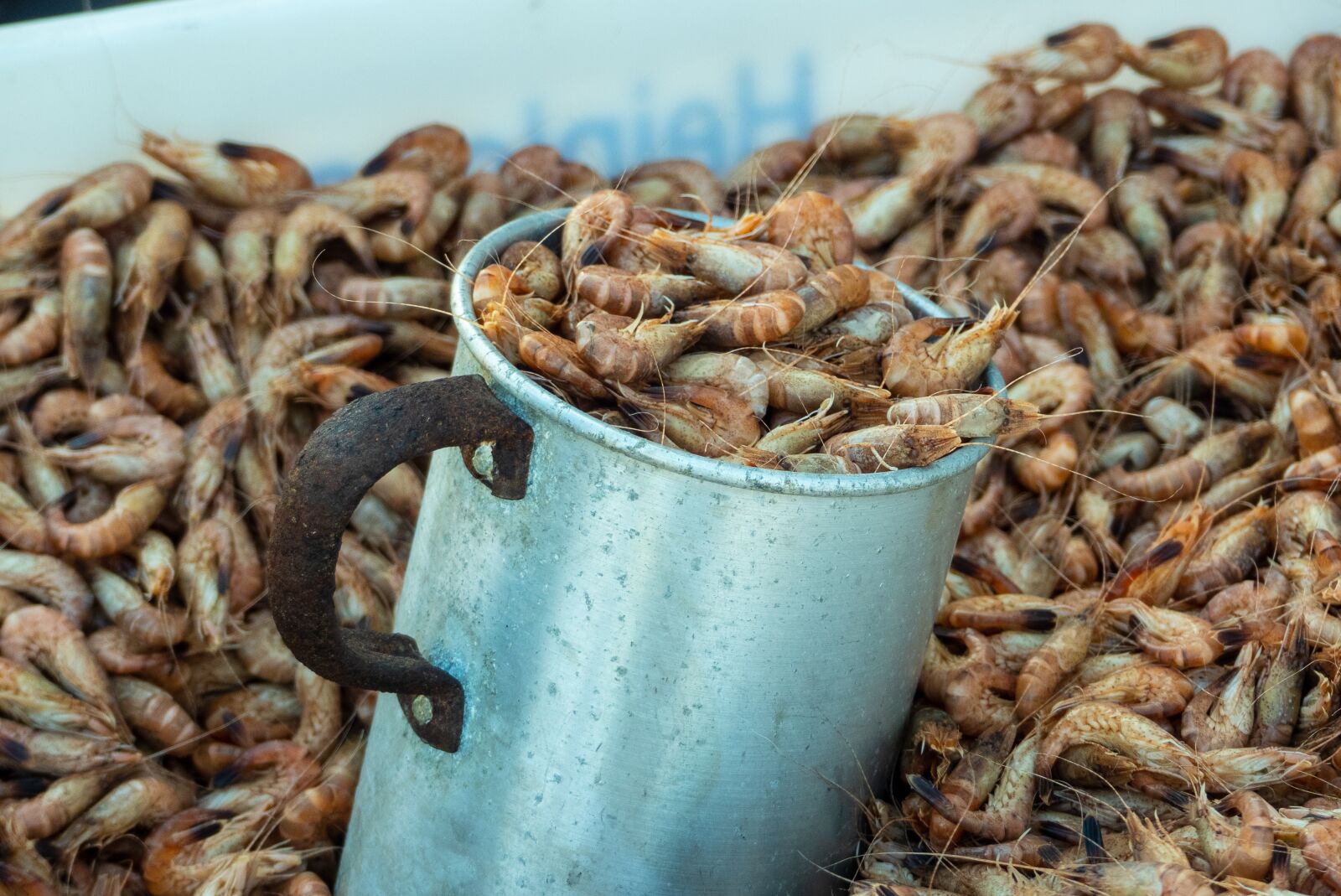 Panasonic Lumix DMC-FZ300 sample photo. Crabs, short-tailed crabs, sea photography