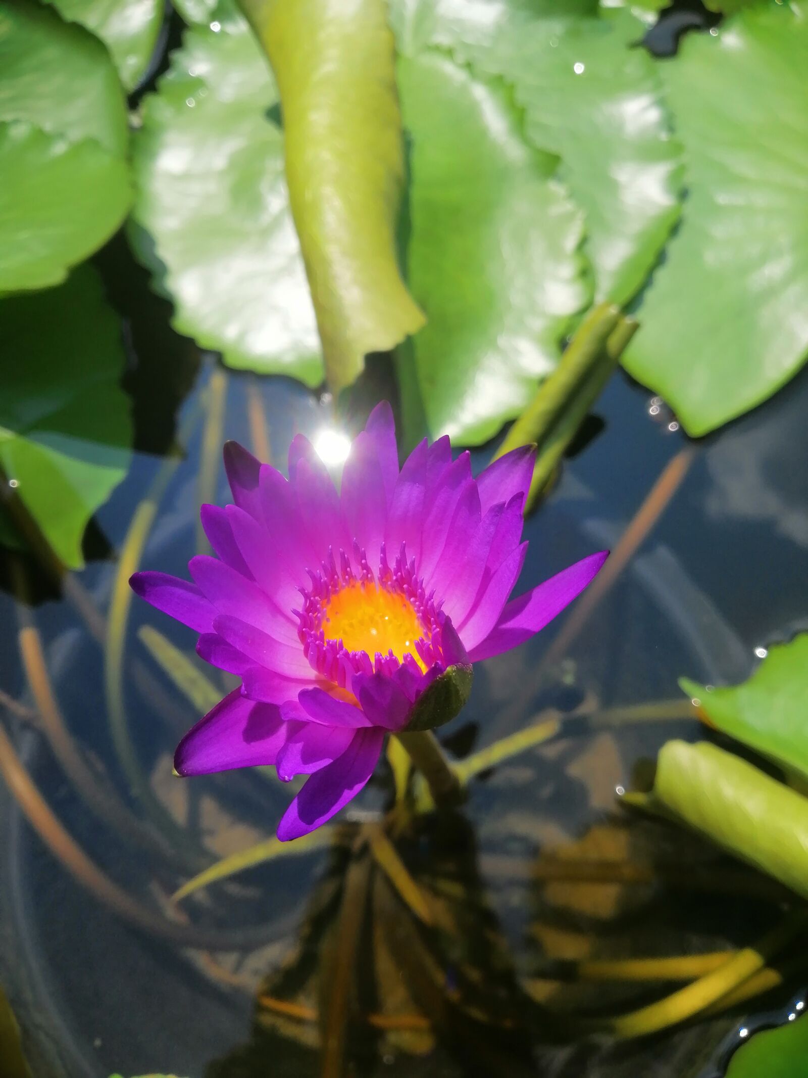 HUAWEI nova 3i sample photo. Lotus, flower, violet flower photography