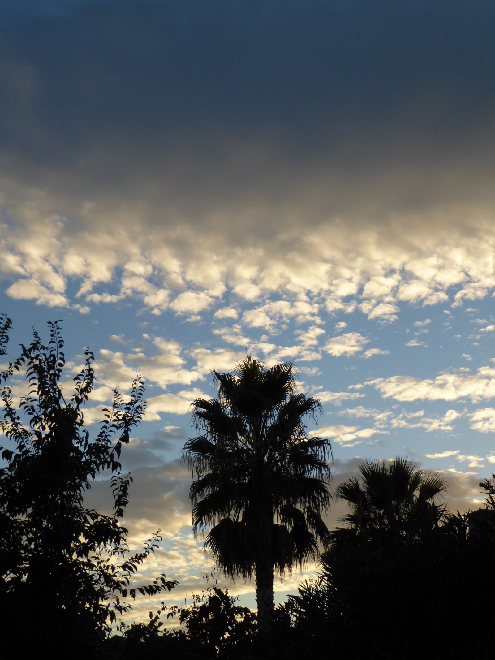 Panasonic Lumix DMC-ZS50 (Lumix DMC-TZ70) sample photo. Palms, sunset, clouds photography