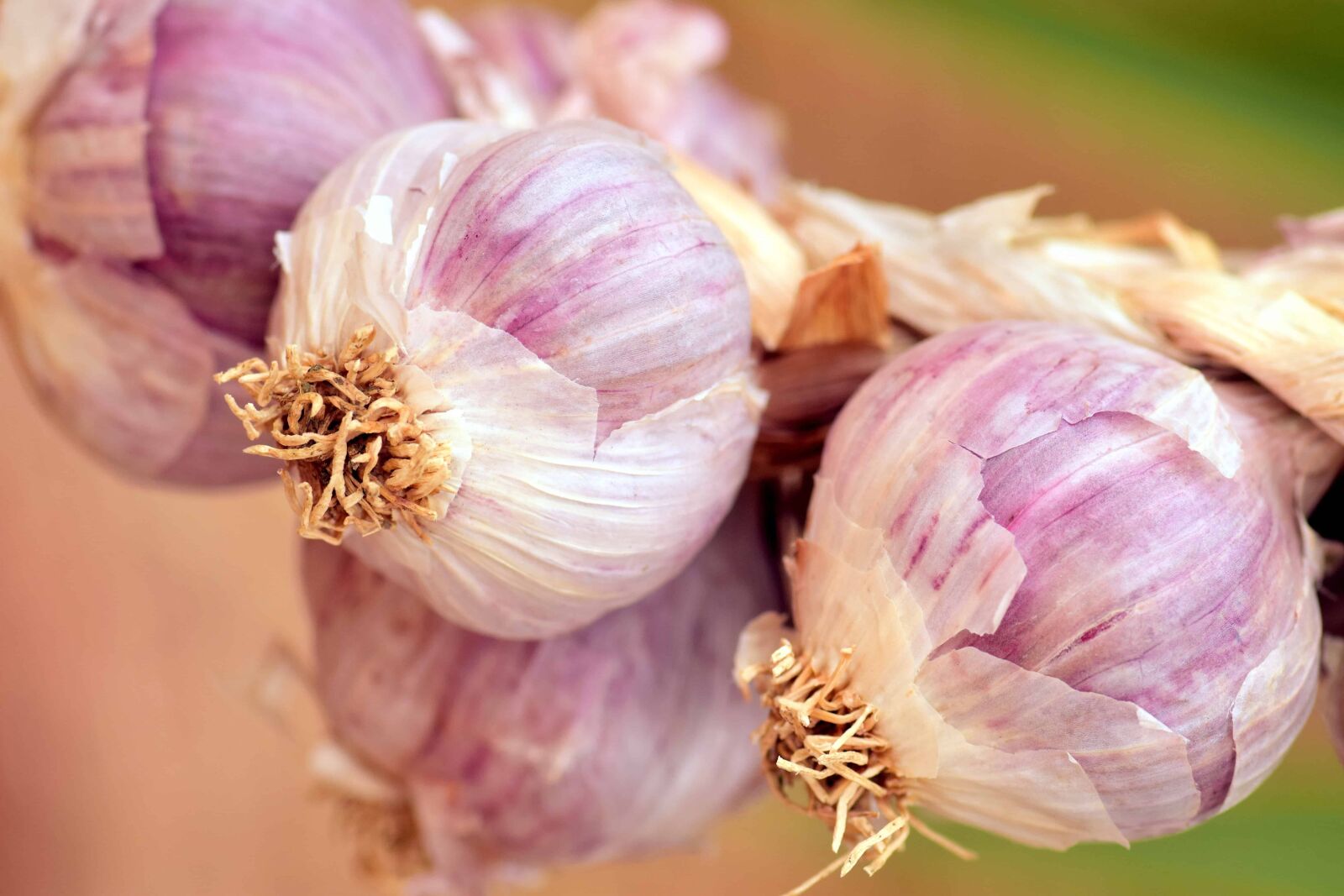 Nikon D3300 sample photo. Garlic, onion, spice, root photography