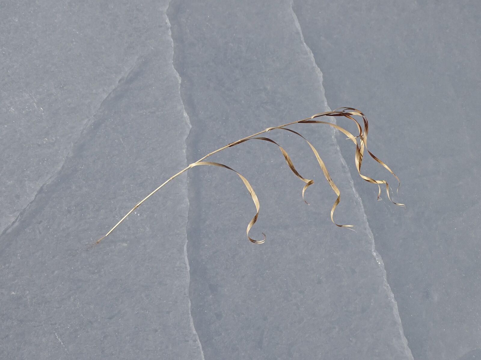 Sony DSC-HX400 sample photo. Winter, ice, blade of photography