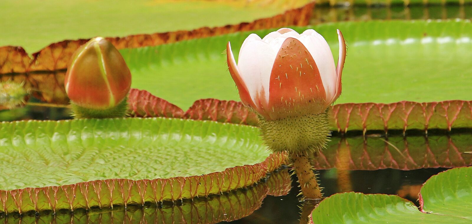 Canon EOS 550D (EOS Rebel T2i / EOS Kiss X4) sample photo. Water lily, giant water photography