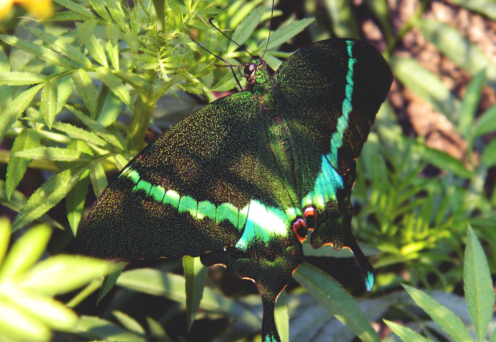 Nikon Coolpix L120 sample photo. Green, and, black, swallowtail photography