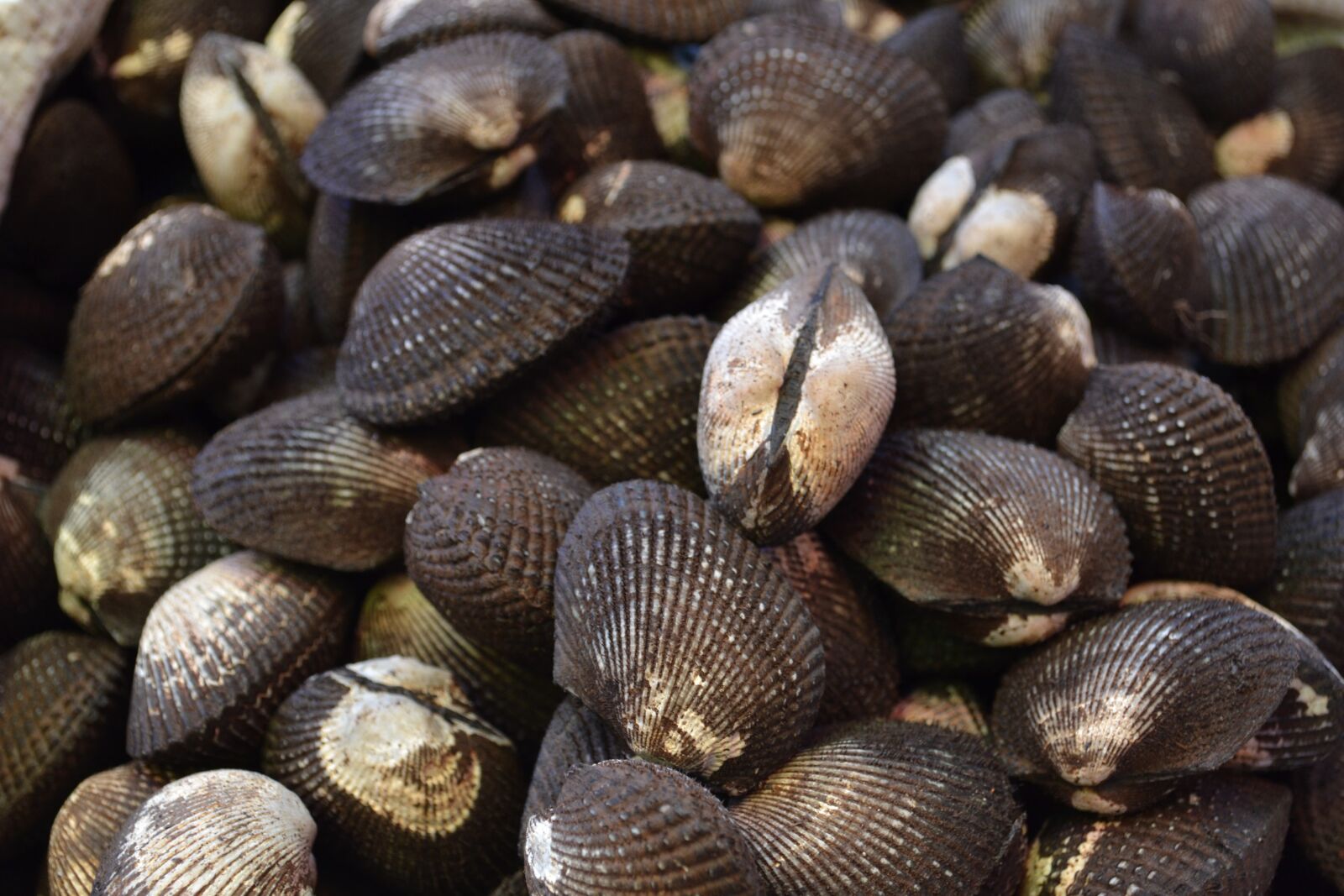 Nikon D3100 sample photo. Seafood, clams, ocean photography
