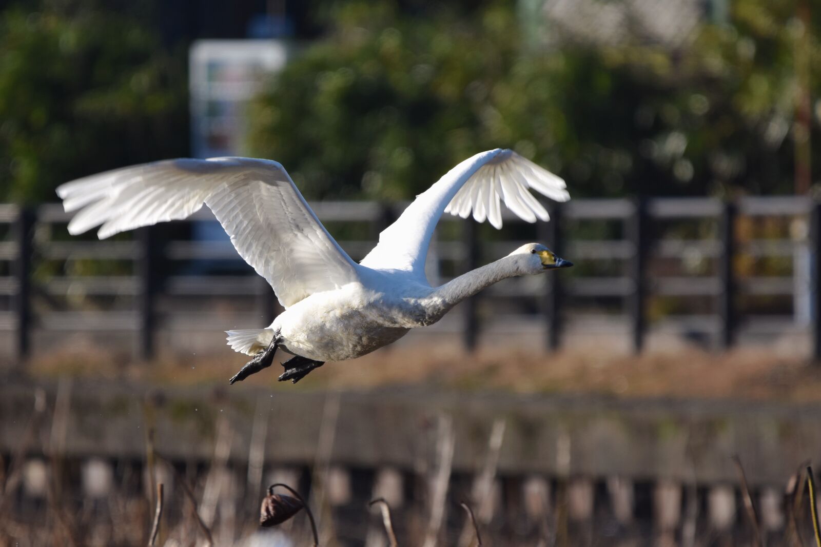 Nikon D7200 sample photo. Animal, pond, bird photography