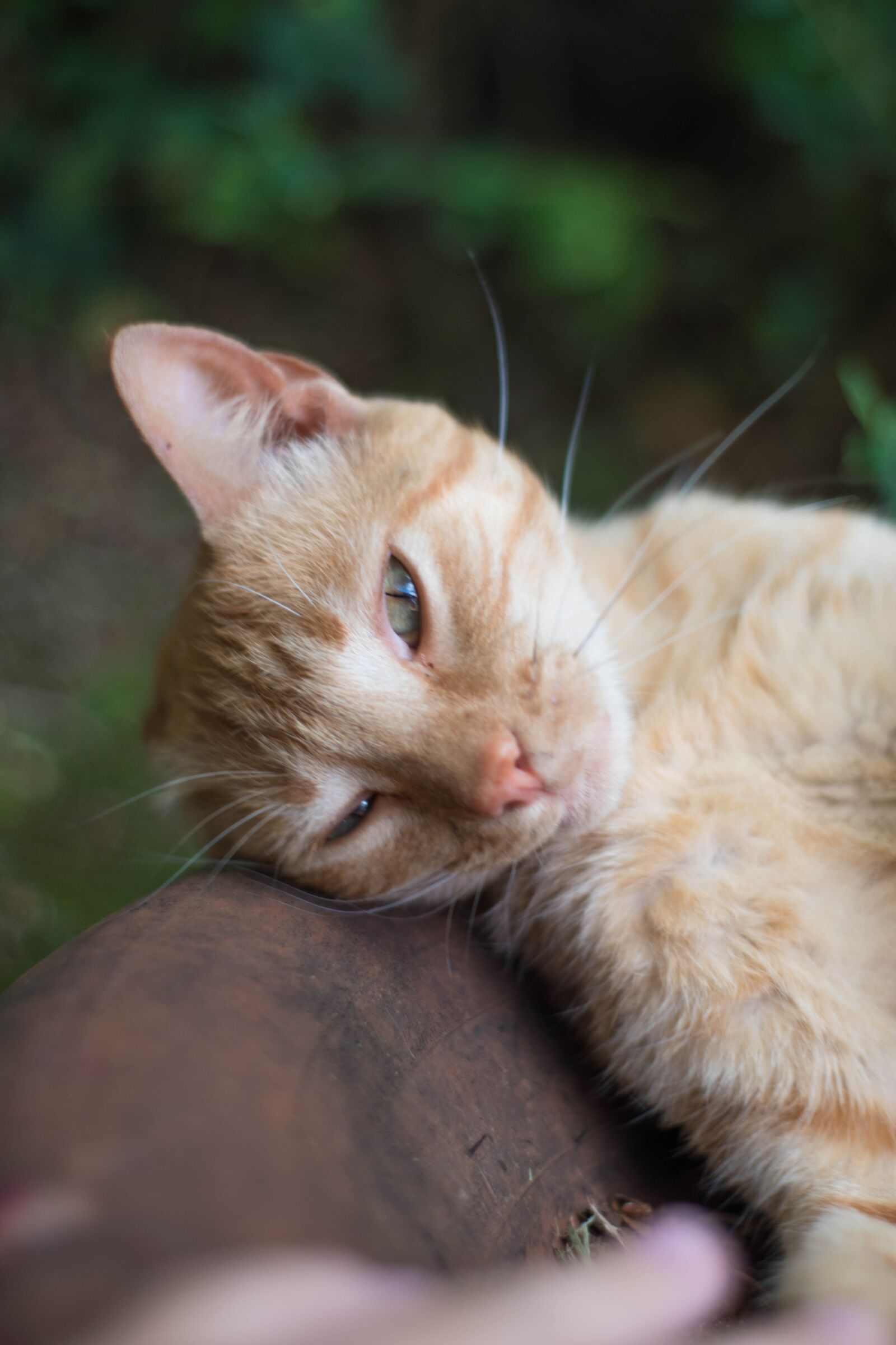 Nikon D5500 sample photo. Cat, feline, cute photography