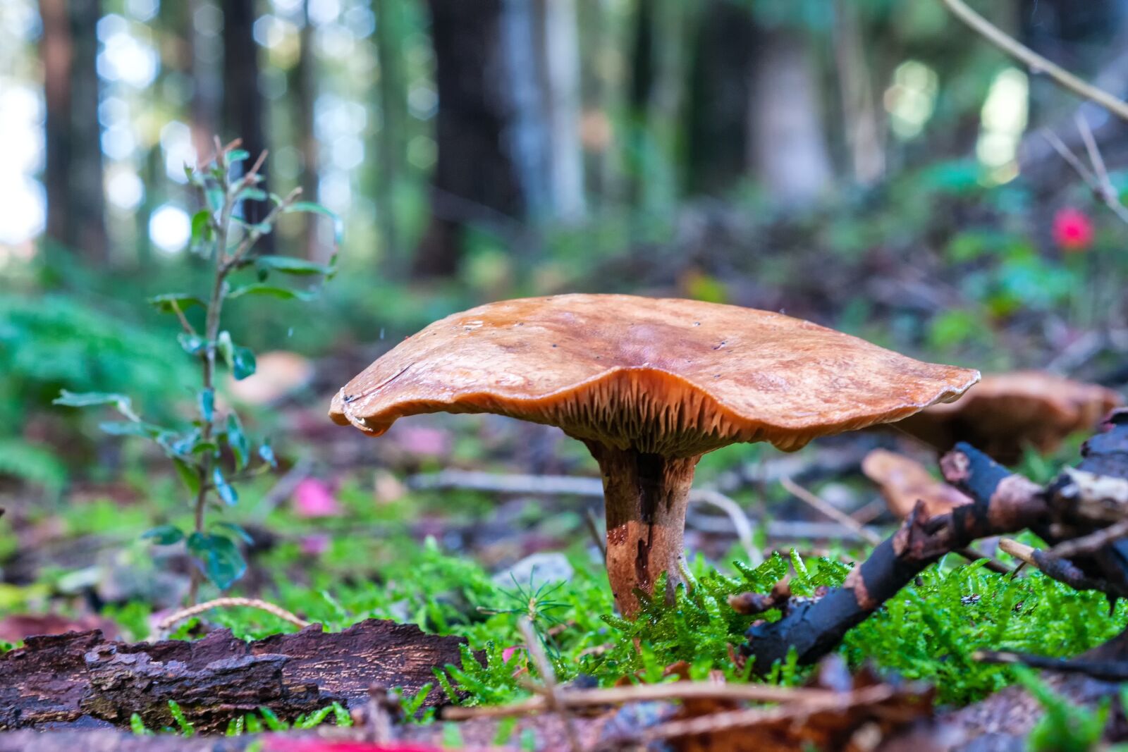 Nikon D300S sample photo. Mushroom, forest, autumn photography