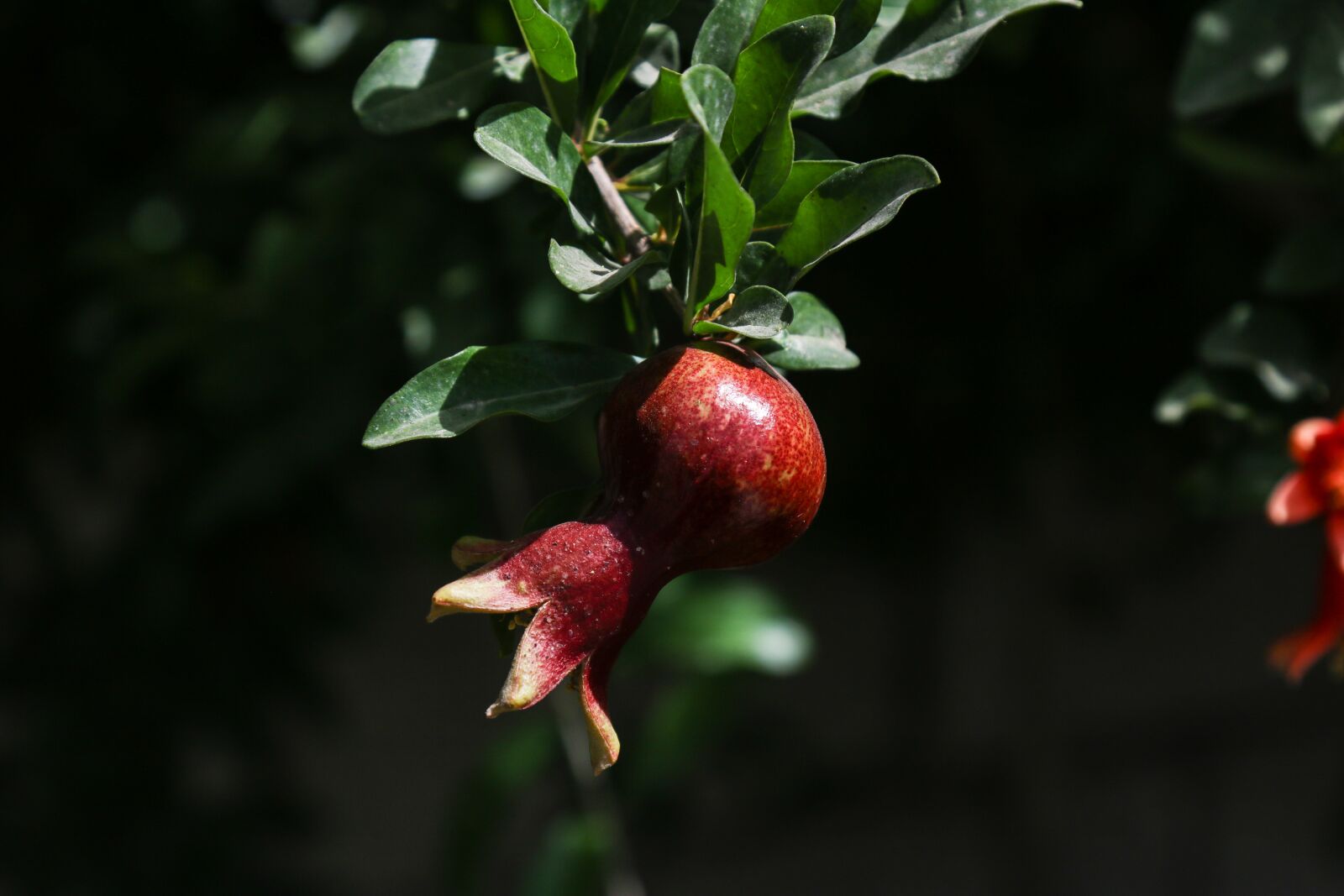 Canon EF 24-105mm F4L IS USM sample photo. Pomegranate, nature, tree photography