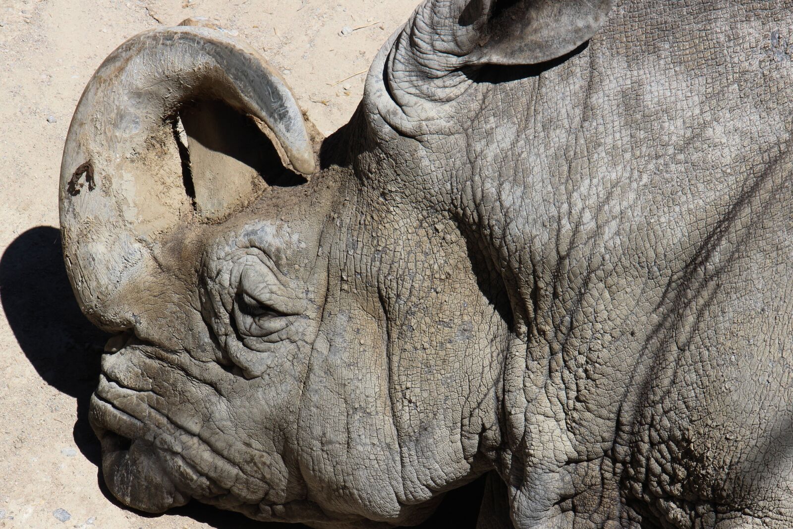 Canon EOS 700D (EOS Rebel T5i / EOS Kiss X7i) sample photo. Animals, rhino, zoo photography