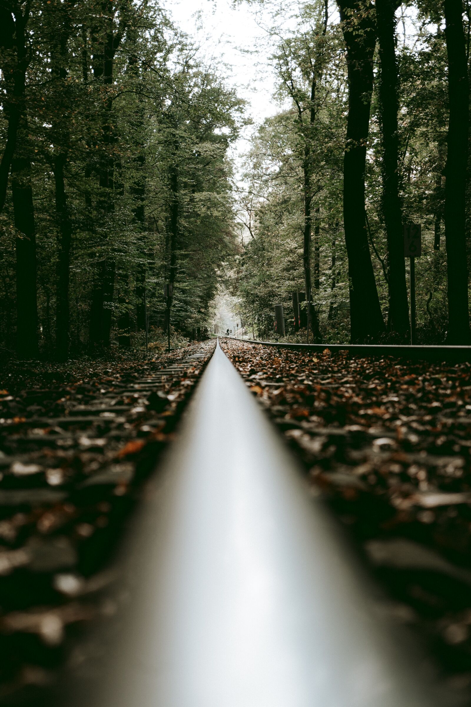 Sony a7 III + Sony Vario Tessar T* FE 24-70mm F4 ZA OSS sample photo. Tagstrees, forest, pathway photography
