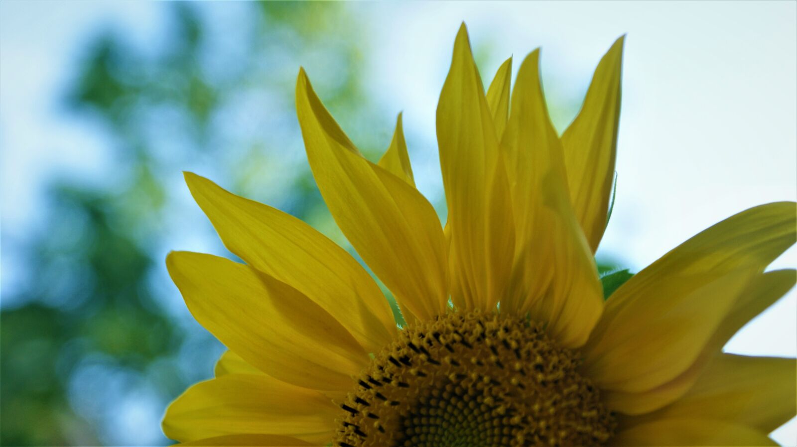 Sony Alpha DSLR-A350 sample photo. Sunflower, yellow, summer photography