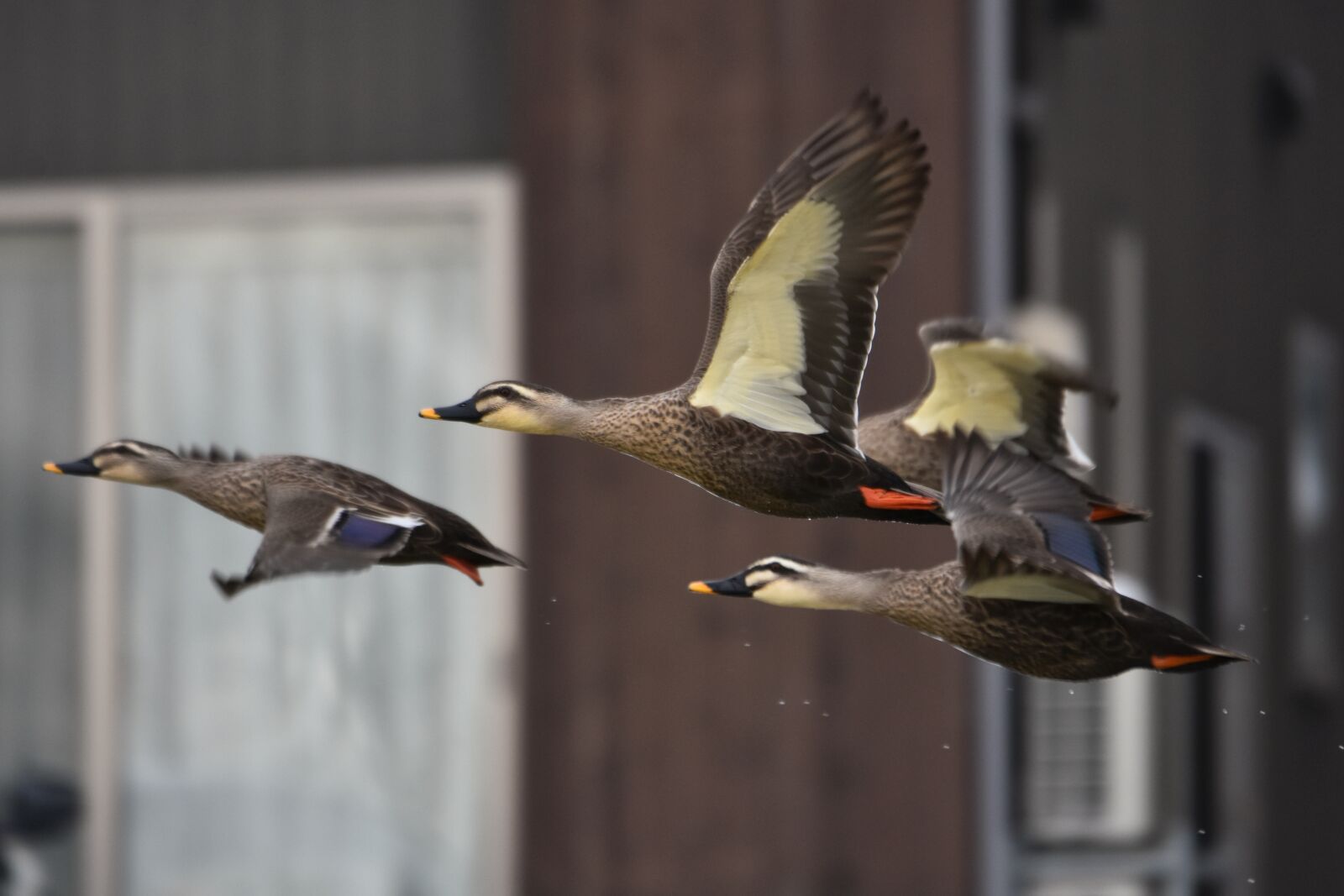 Nikon D7200 sample photo. Animal, river, waterside photography