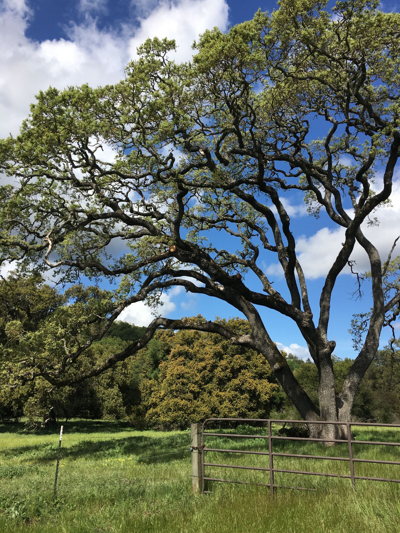 Apple iPhone 6s sample photo. Tree, park, sky photography