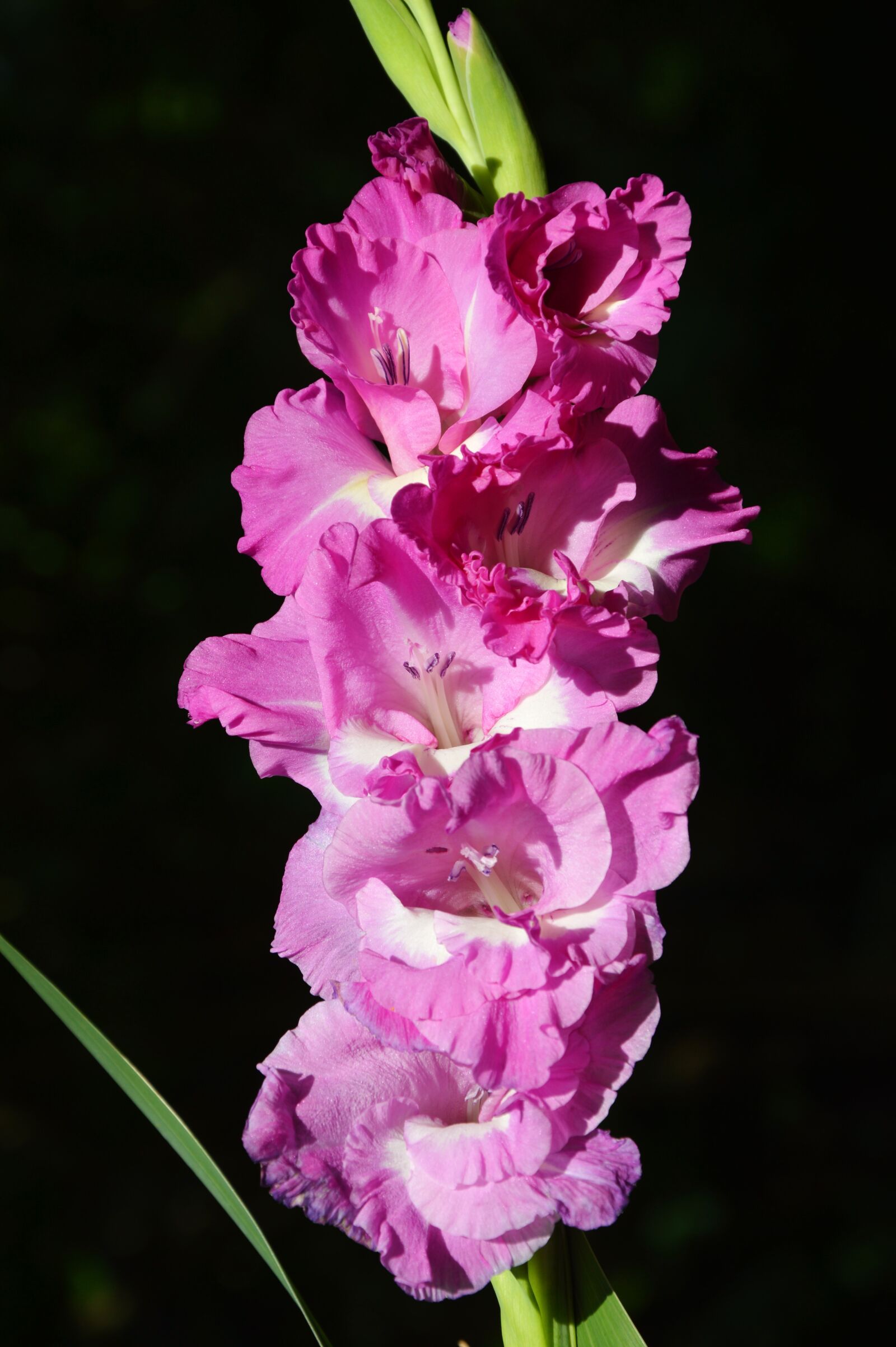 Nikon D3200 sample photo. Gladiolus, gladidus, butterfly greenhouse photography