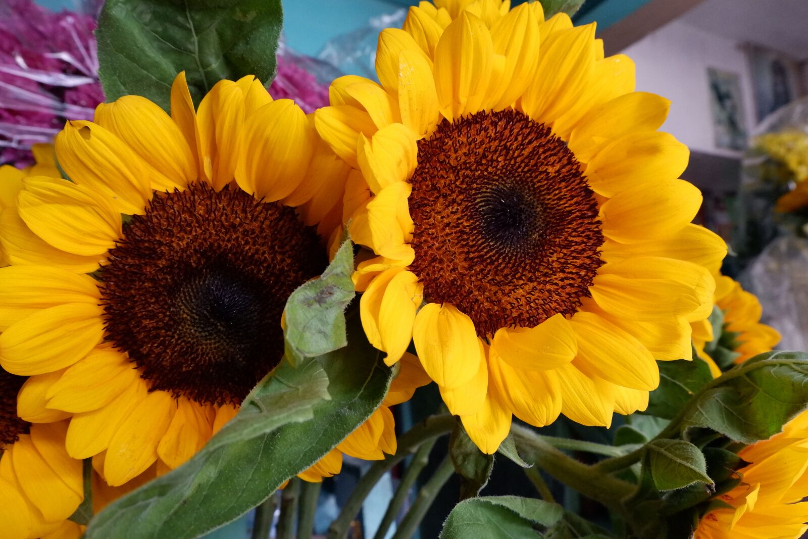 Fujifilm X-A3 sample photo. Sunflower, flower, bloom photography