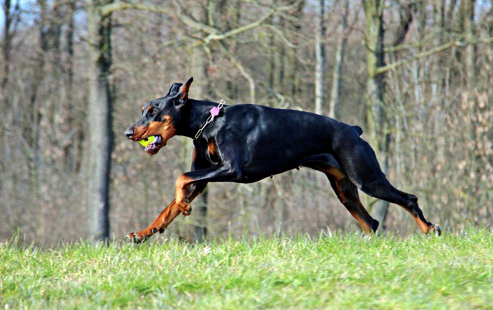 Canon EOS 600D (Rebel EOS T3i / EOS Kiss X5) sample photo. Running, doberman, game photography