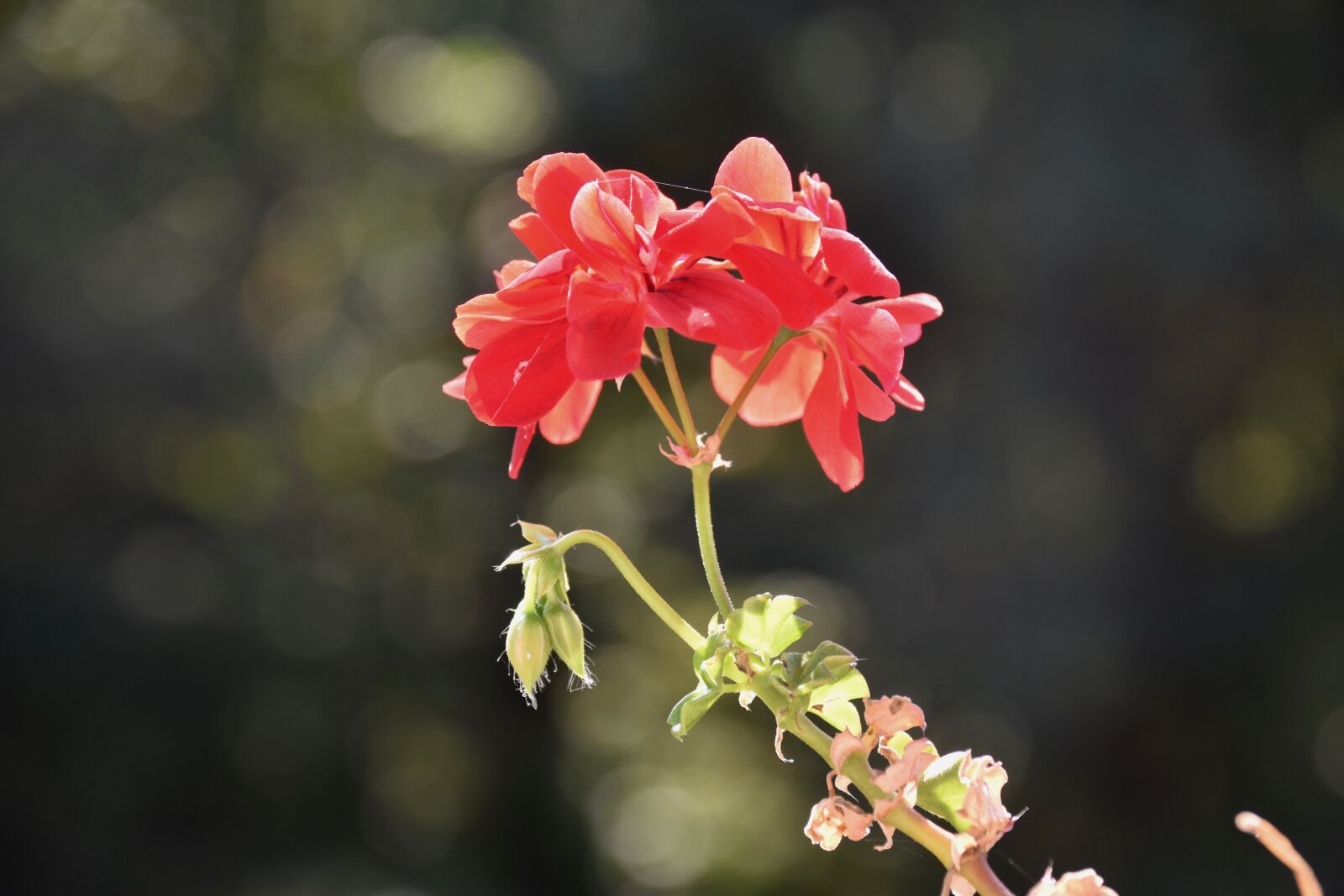 Nikon D5600 sample photo. Flower, geranium, red geranium photography