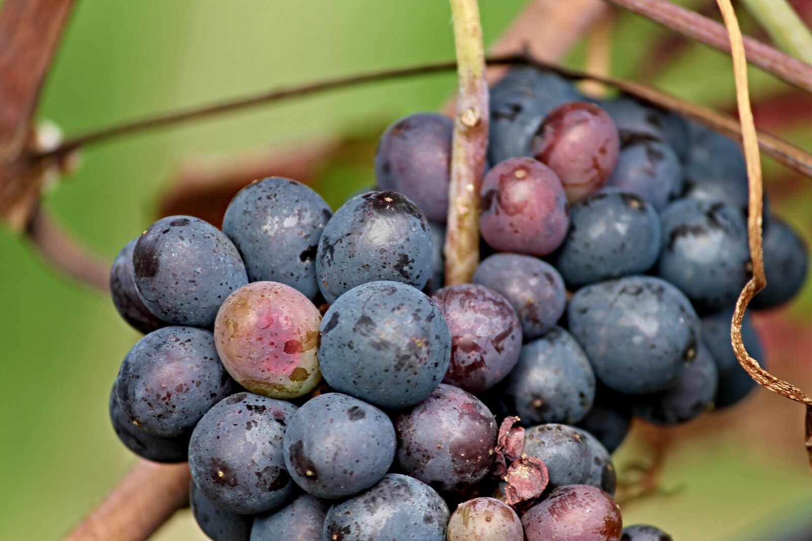 Canon EOS 1100D (EOS Rebel T3 / EOS Kiss X50) sample photo. Grapes, red, blue photography