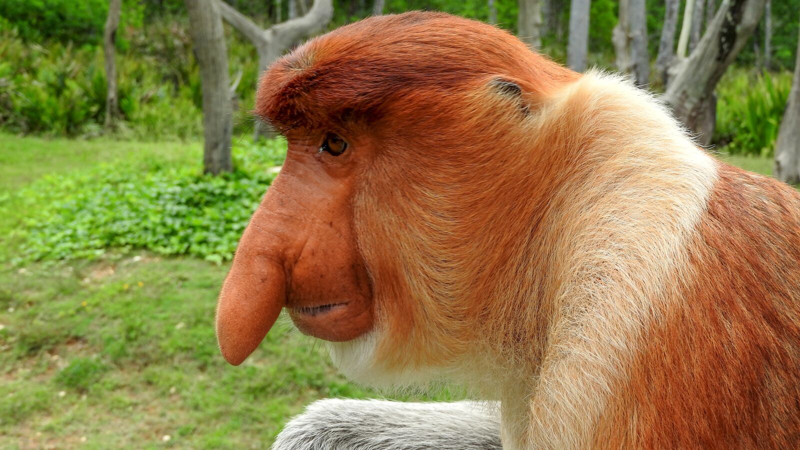 Nikon Coolpix P610 sample photo. Borneo, sepilok, proboscis monkey photography