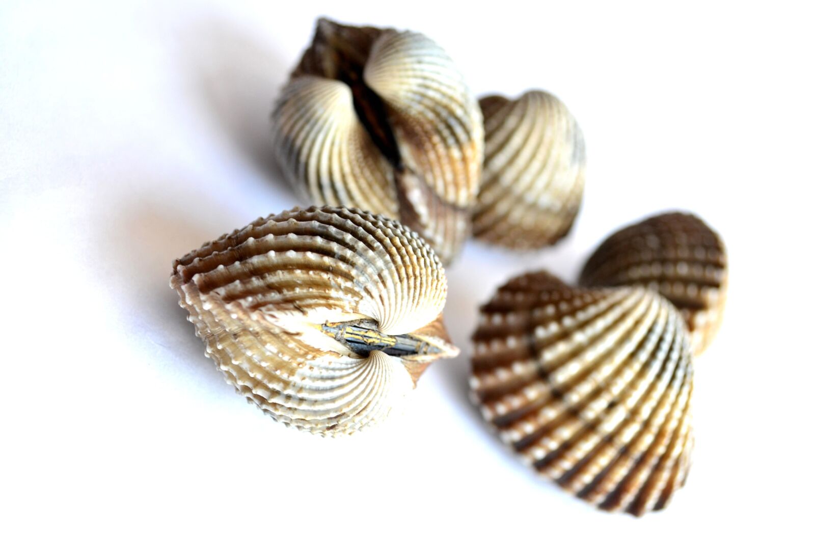 Nikon D5100 sample photo. Seashell, mollusk, close, brown photography