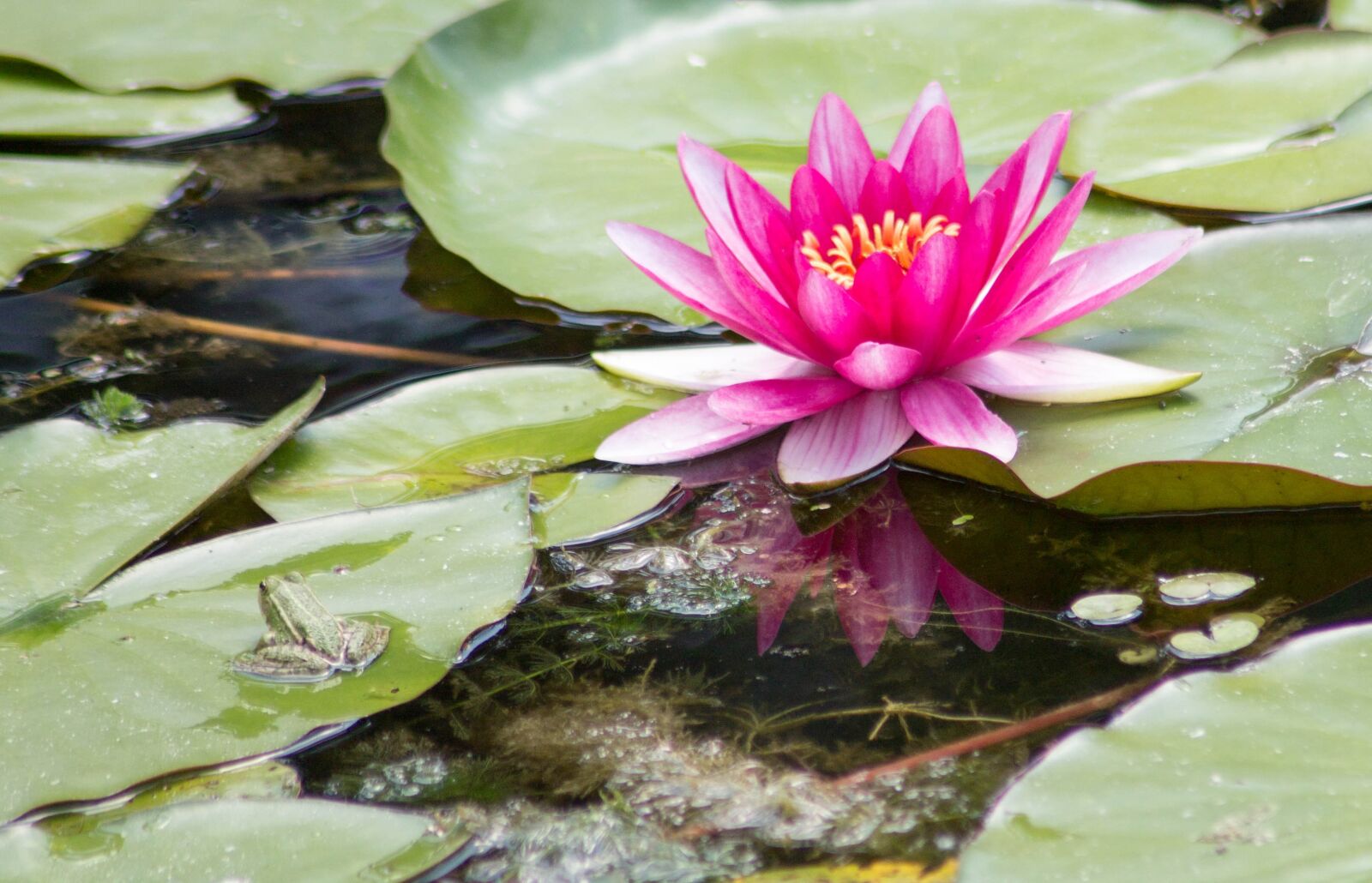 Canon EOS 1100D (EOS Rebel T3 / EOS Kiss X50) sample photo. Frog, animal, red photography