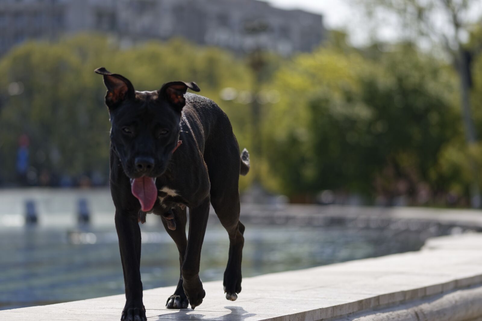 Nikon D5300 sample photo. Dog, black, animals photography
