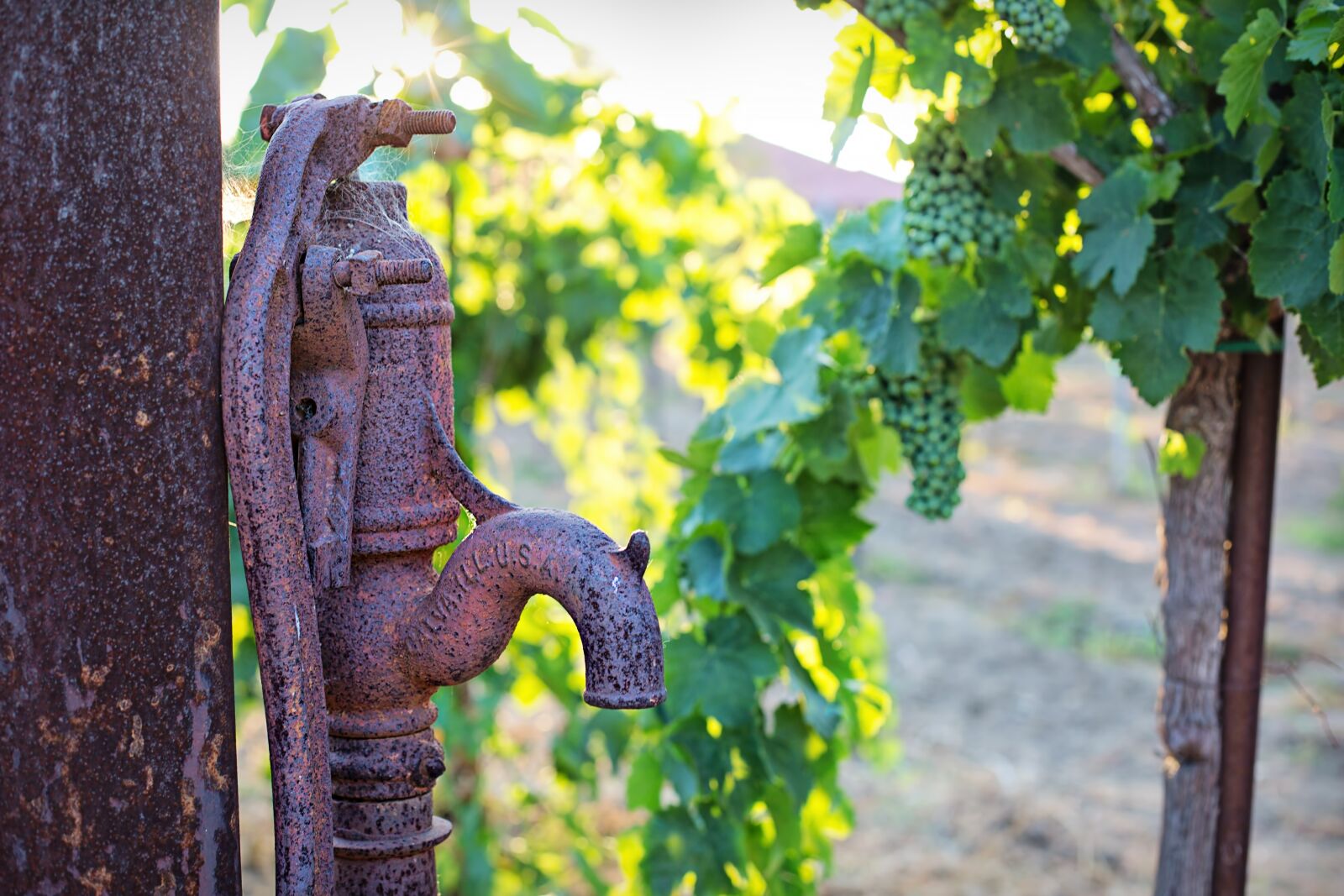 Canon EF 50mm F1.4 USM sample photo. Water pump, antique, grapes photography