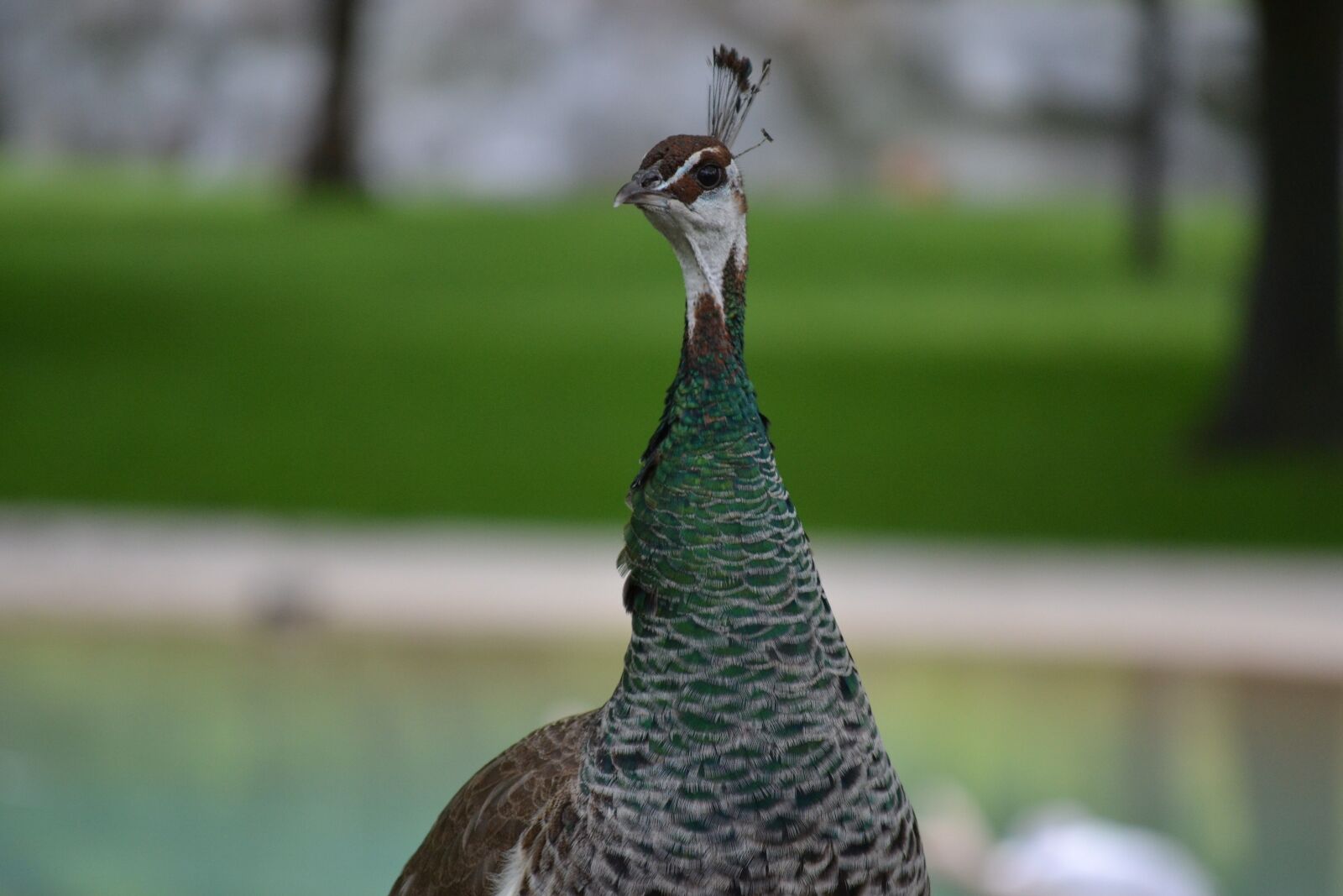 Nikon D3100 sample photo. Peacock, bird, wildlife photography