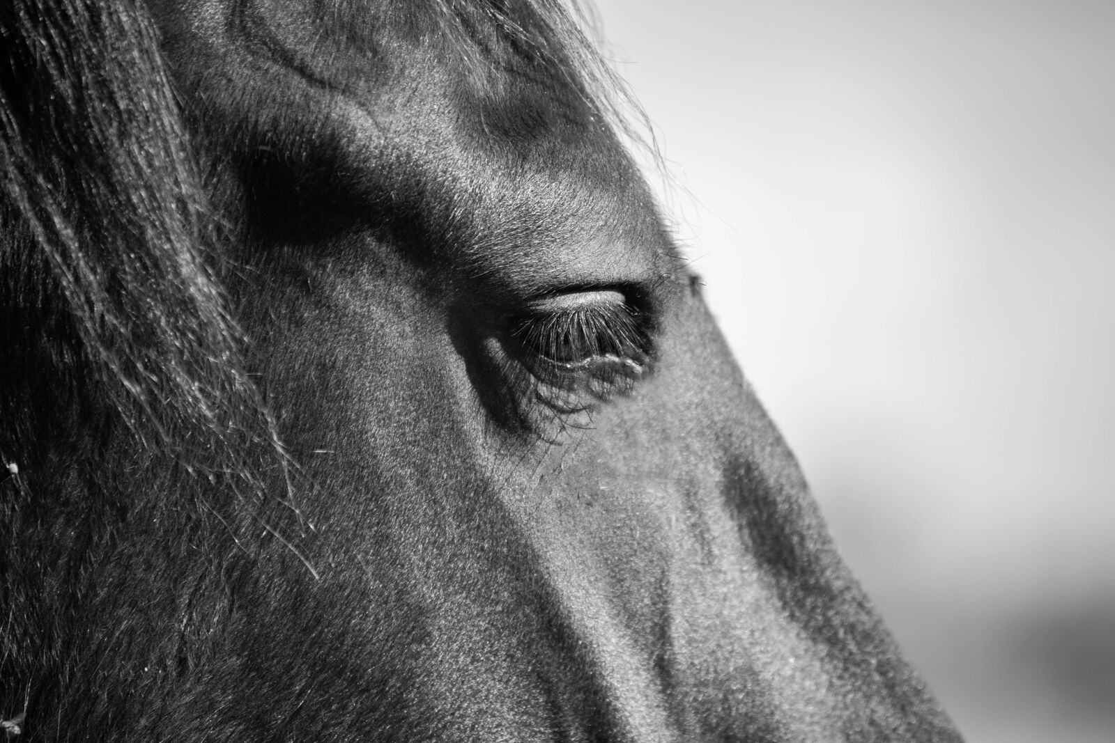 Canon EOS 6D Mark II sample photo. Horse, horsehead, friesian horse photography